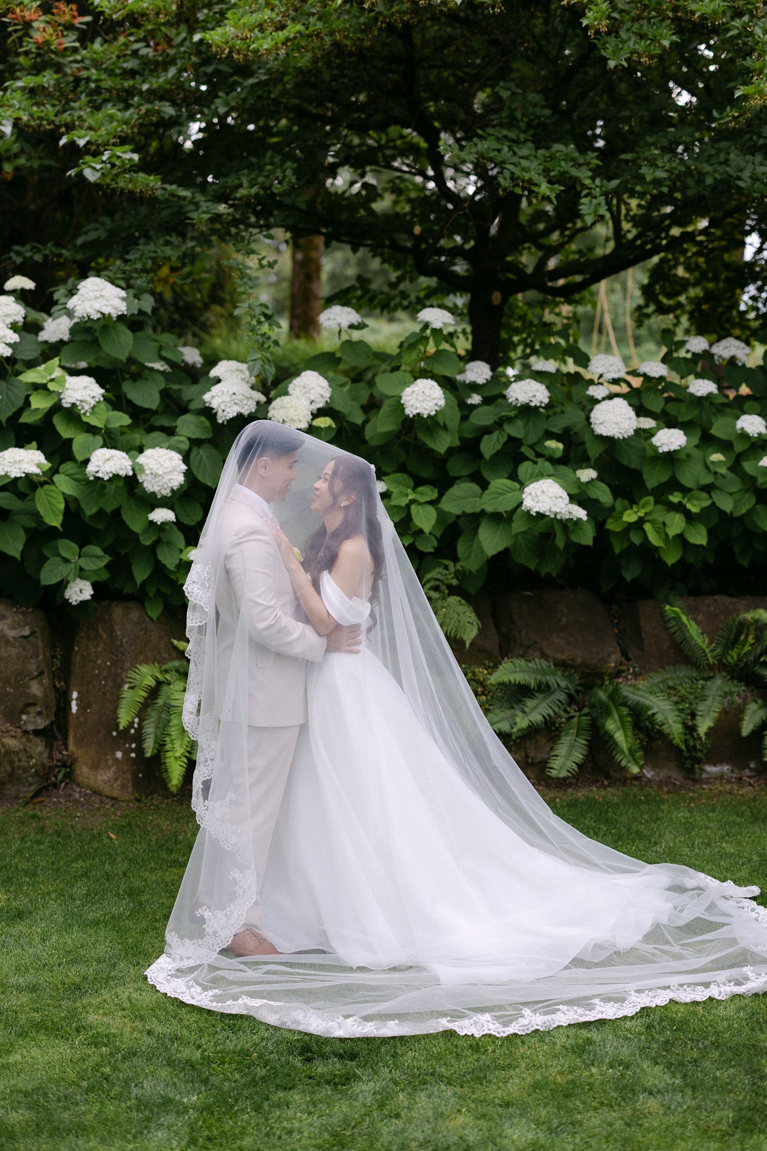 Bride and groom share romantic moment under flowing veil beside white hydrangeas in lush garden.