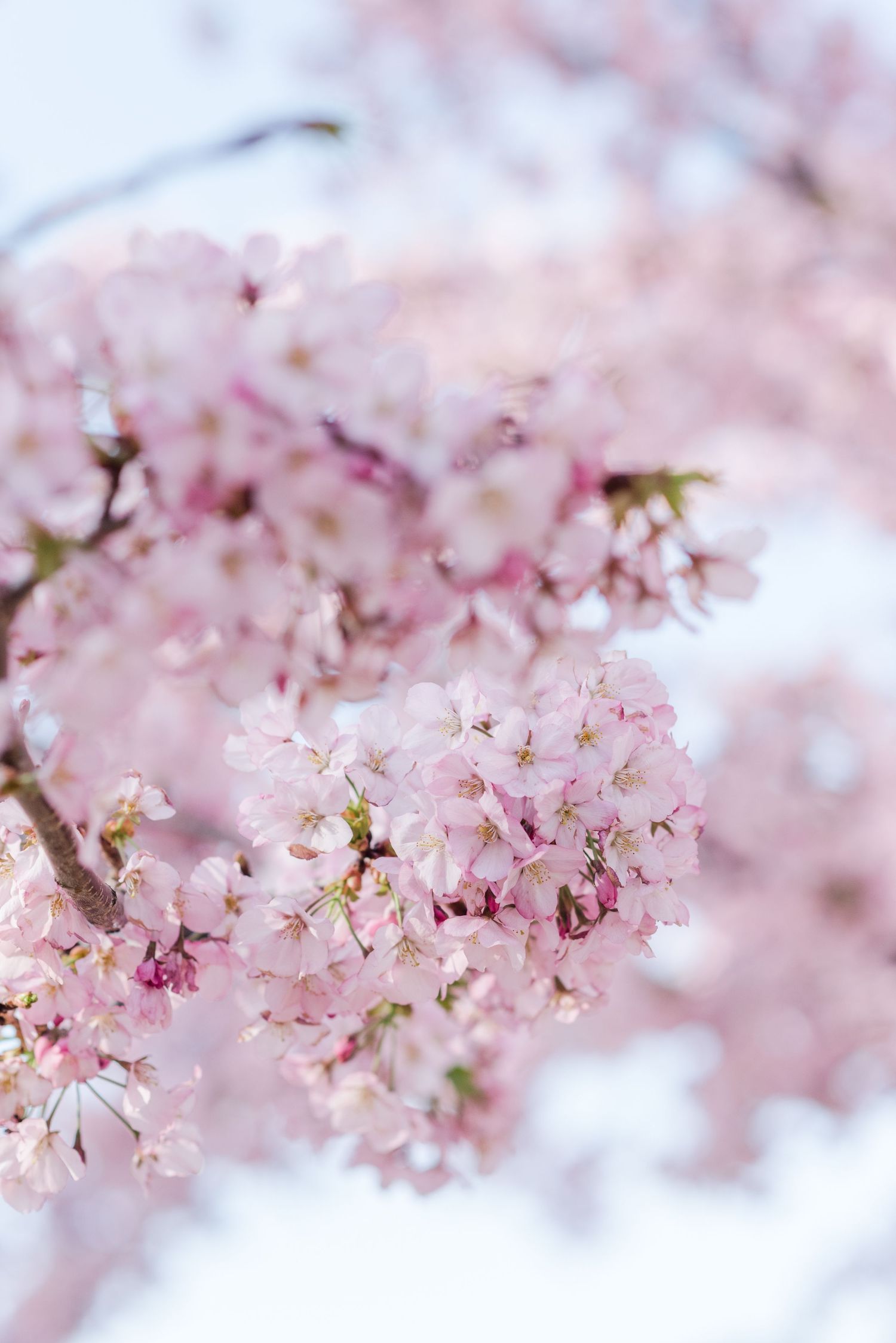 Delicate pink cherry blossoms blooming with soft bokeh effect in spring garden.