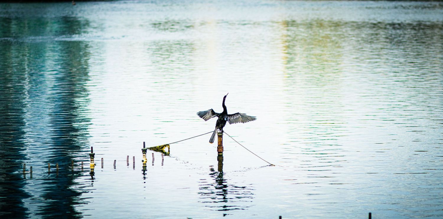 A cormorant spreads its wings while perched on a wooden post above a calm, reflective lake.
