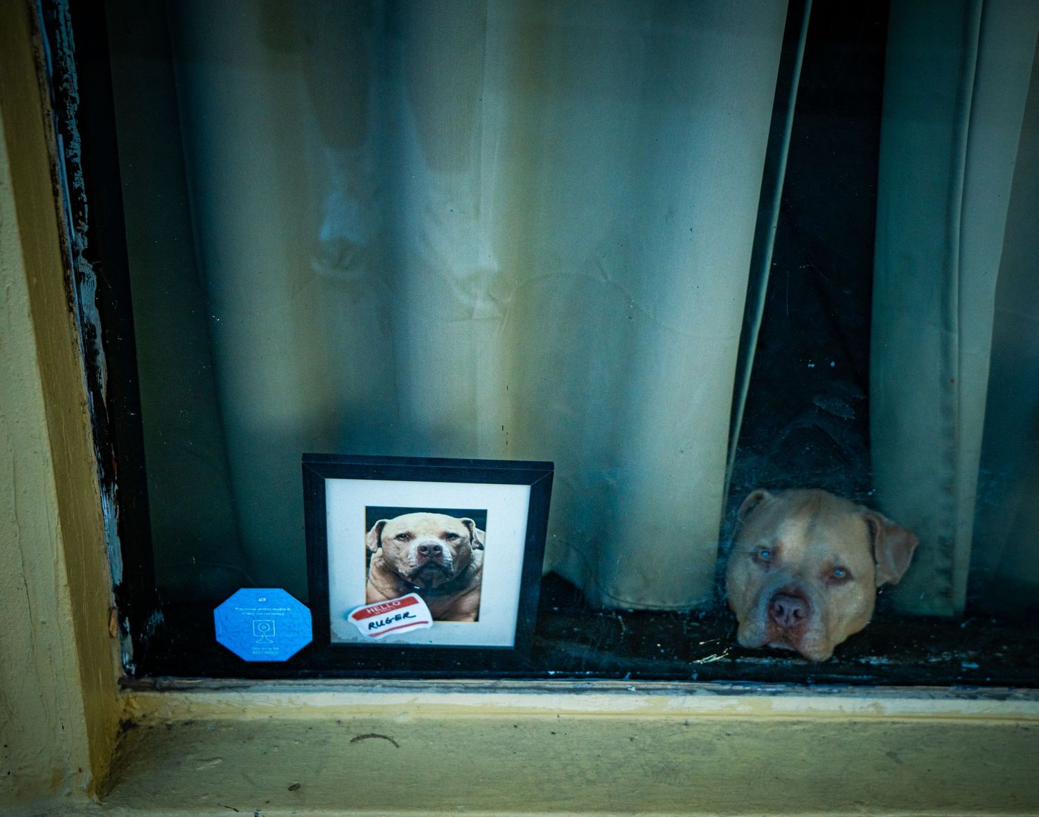 A small white dog sits in front of a window at night with a glowing blue light visible in the background.