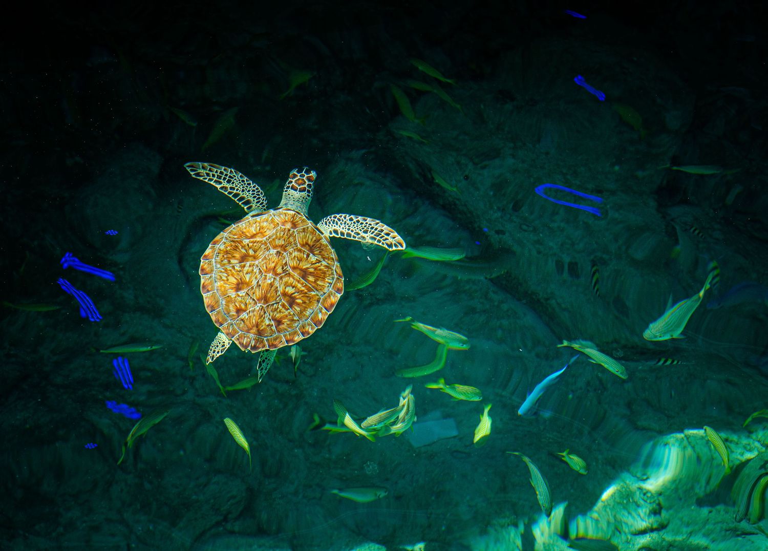 A sea turtle swims among colorful fish in dark blue ocean waters, surrounded by vibrant green and blue marine life.