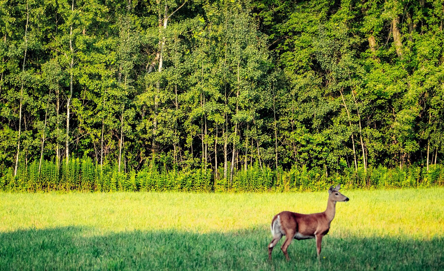 Lone deer standing in a sunlit meadow bordered by dense forest.