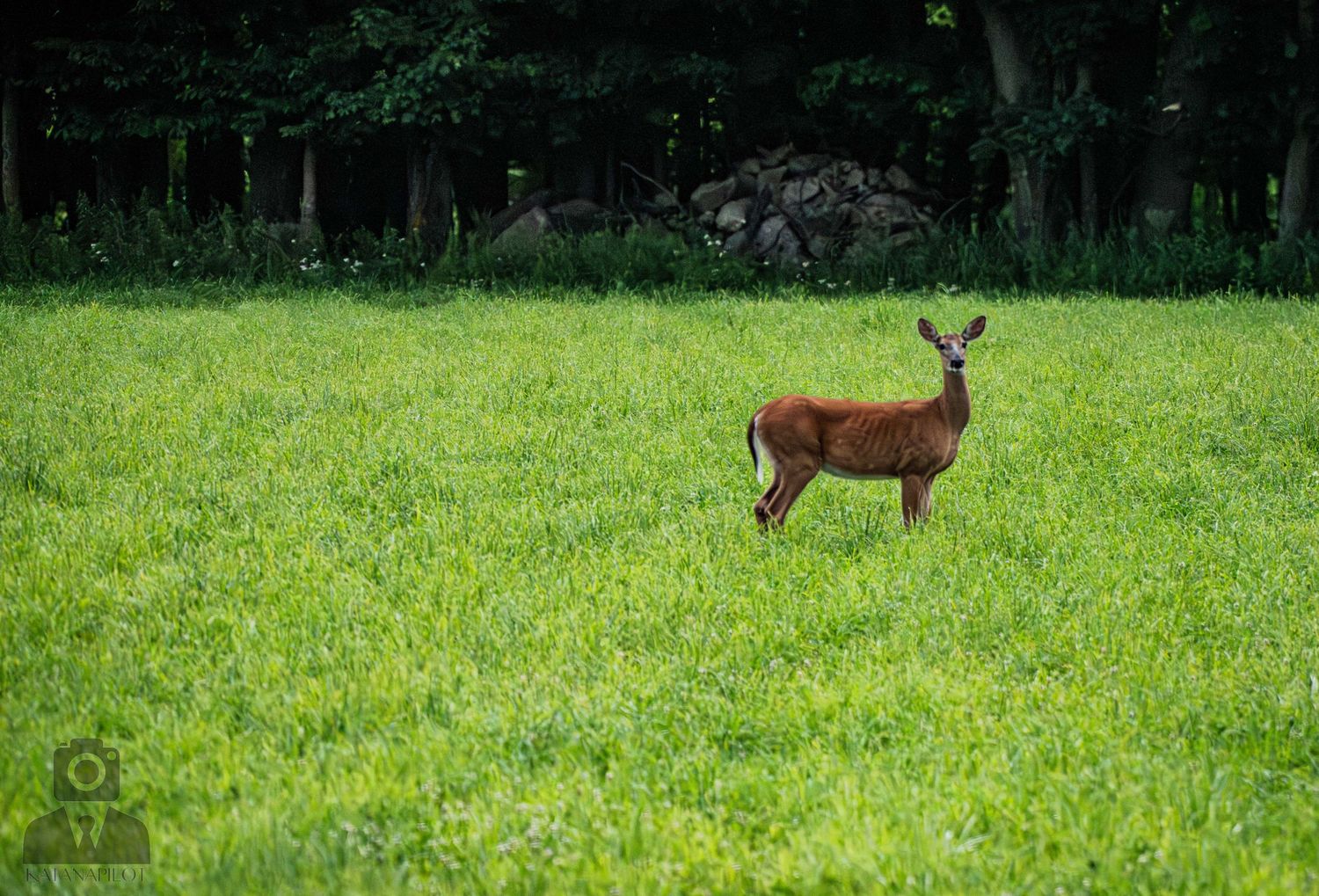 Deer grazing peacefully in an open green field near a wooded area.