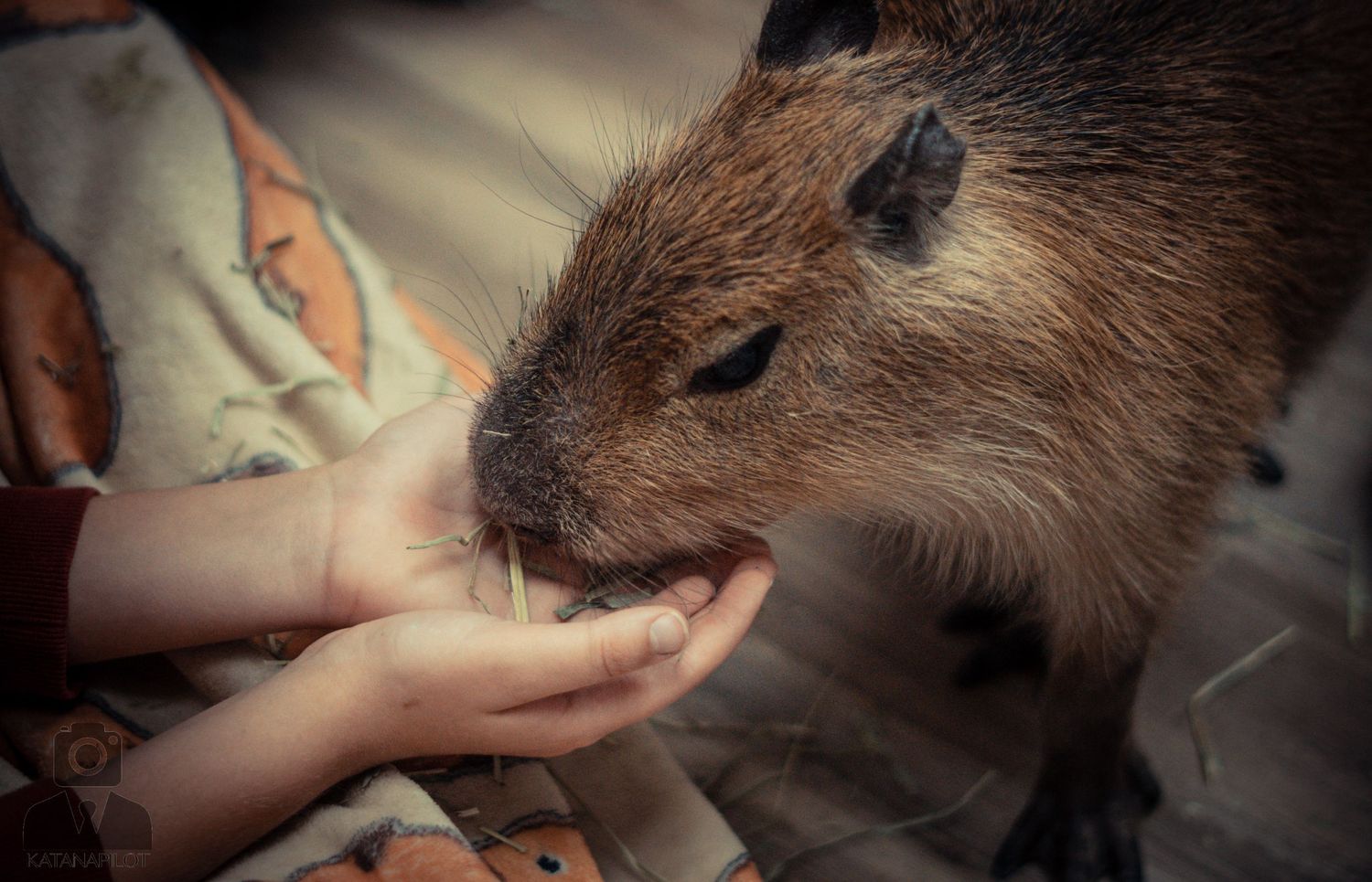 Close-up of hands offering food to a curious capybara.