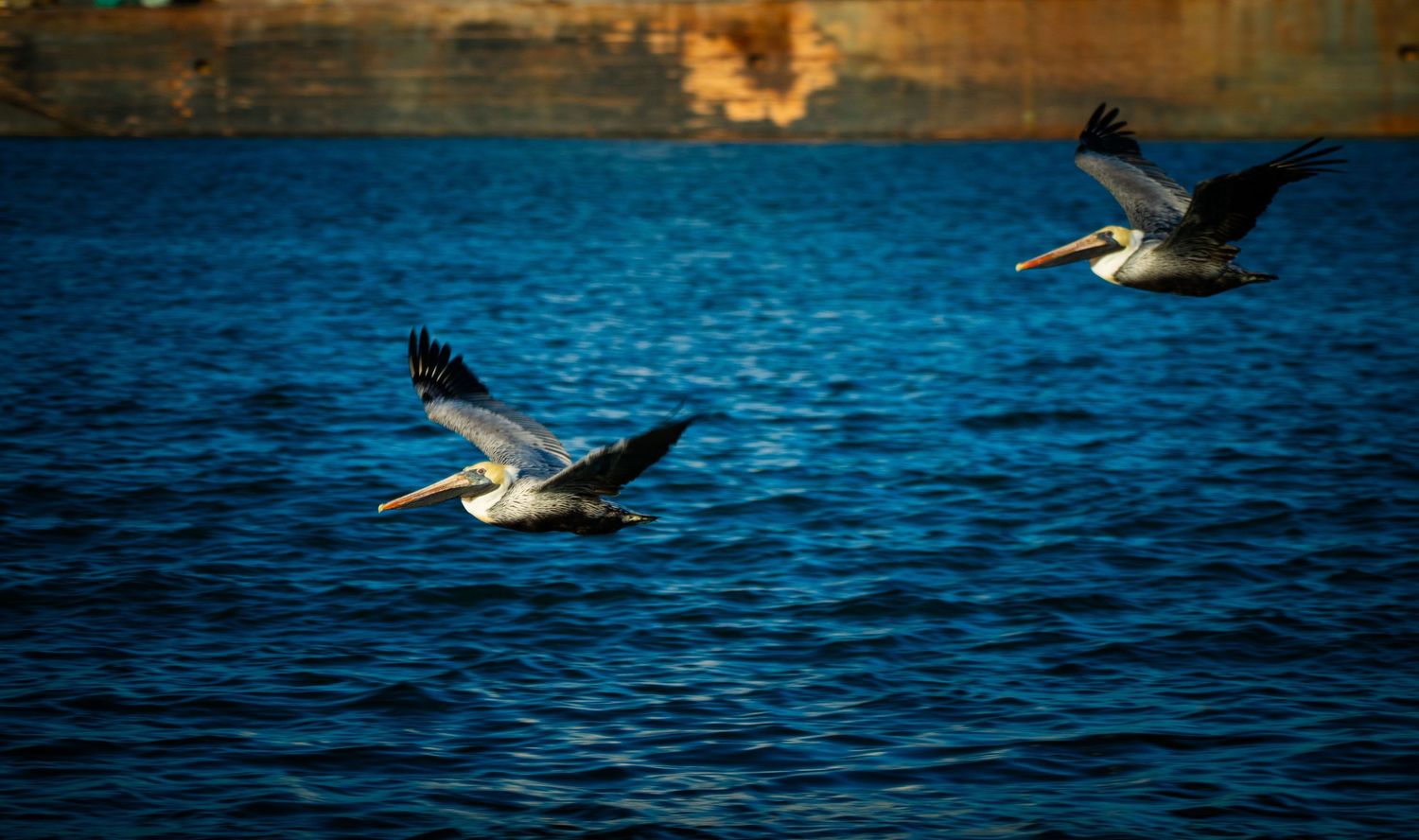 A pelican glides gracefully over deep blue ocean waters with wings spread wide at sunset.