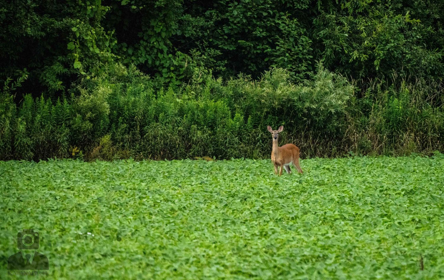 Deer emerging from forest edge into a sunlit clearing.