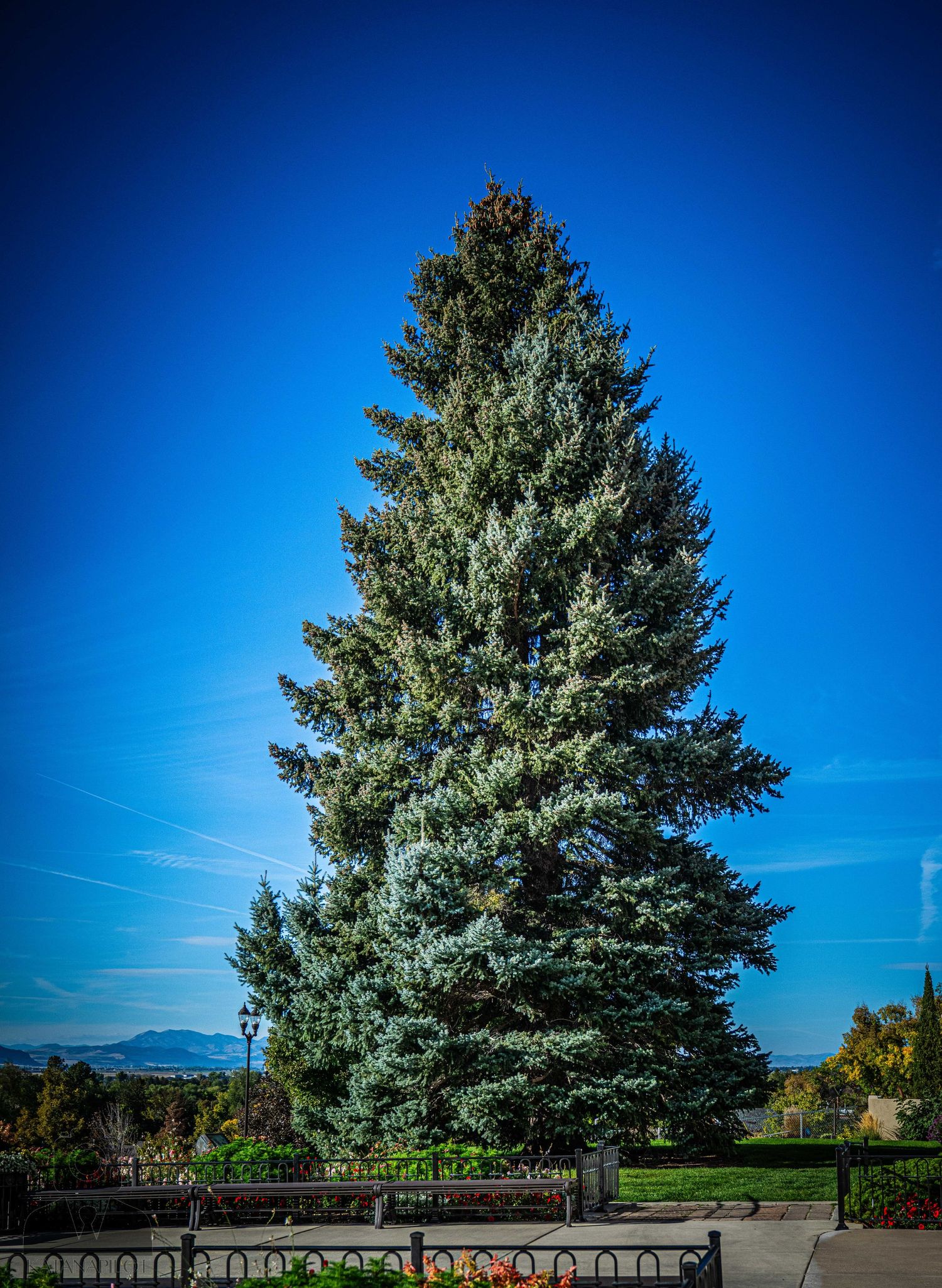 Tall evergreen tree stands majestically against bright blue sky with mountains in background.