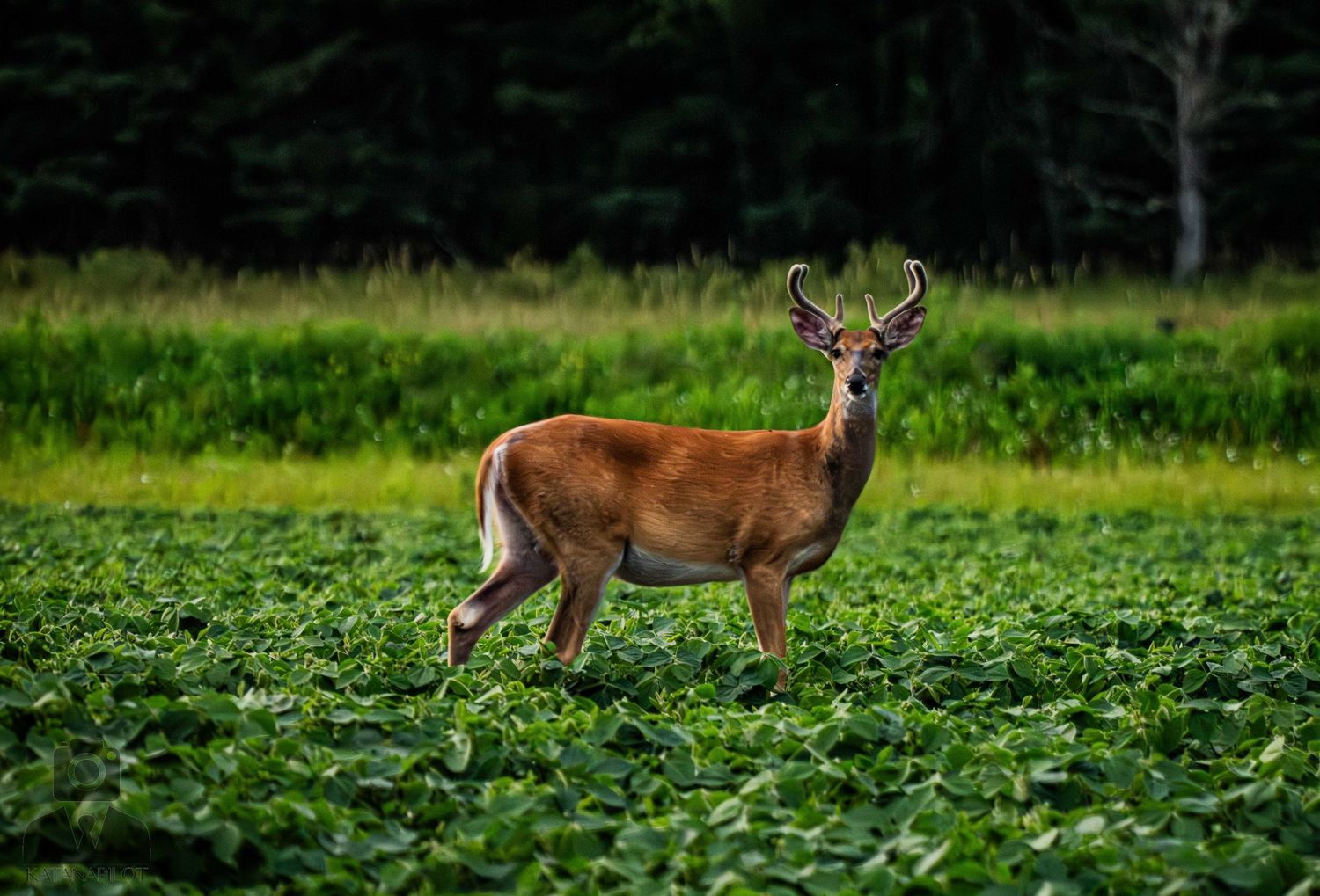 Whitetail buck standing alert in soybean field near forest edge.