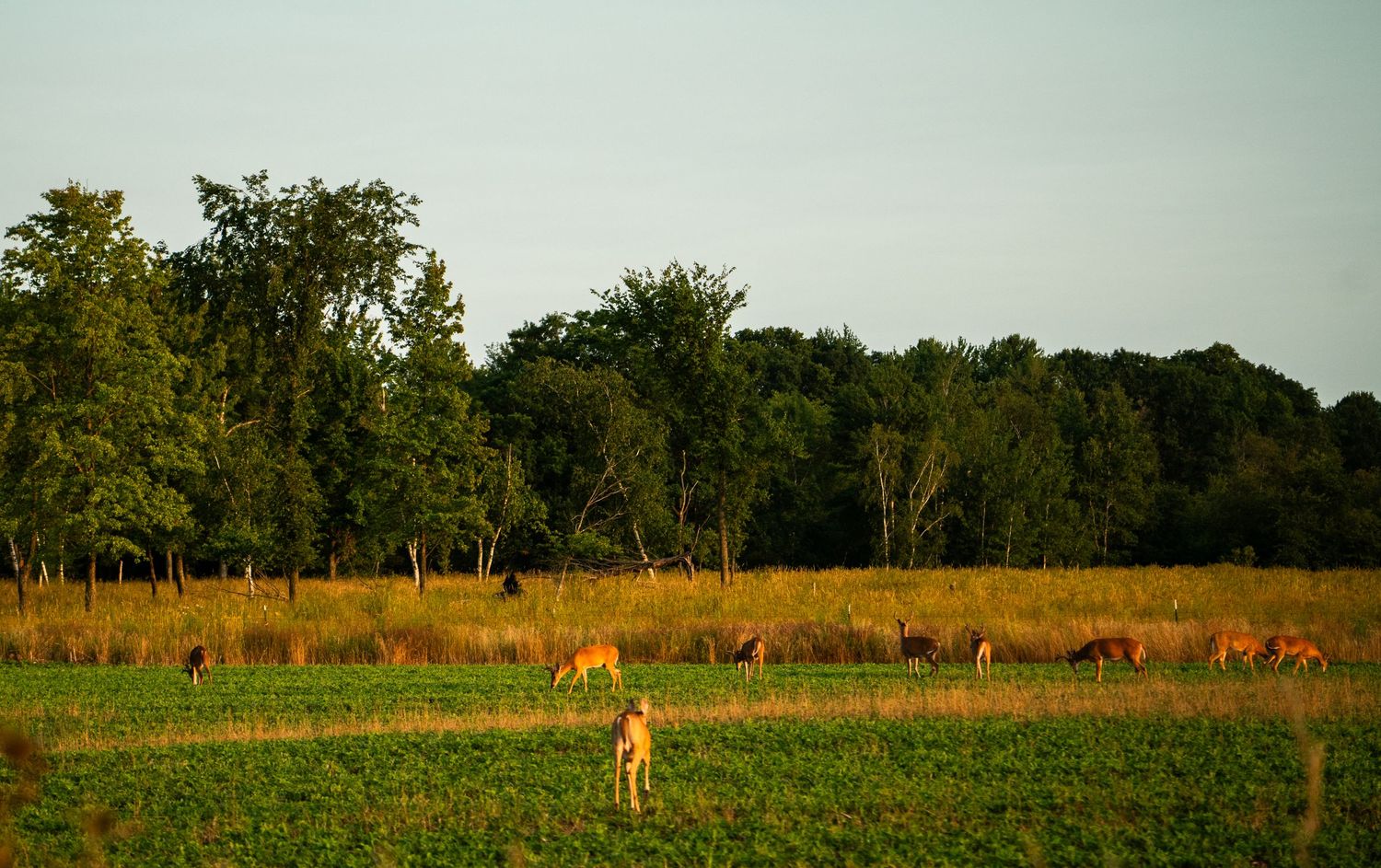 Wild deer visible in a grassy field with treeline in the background.