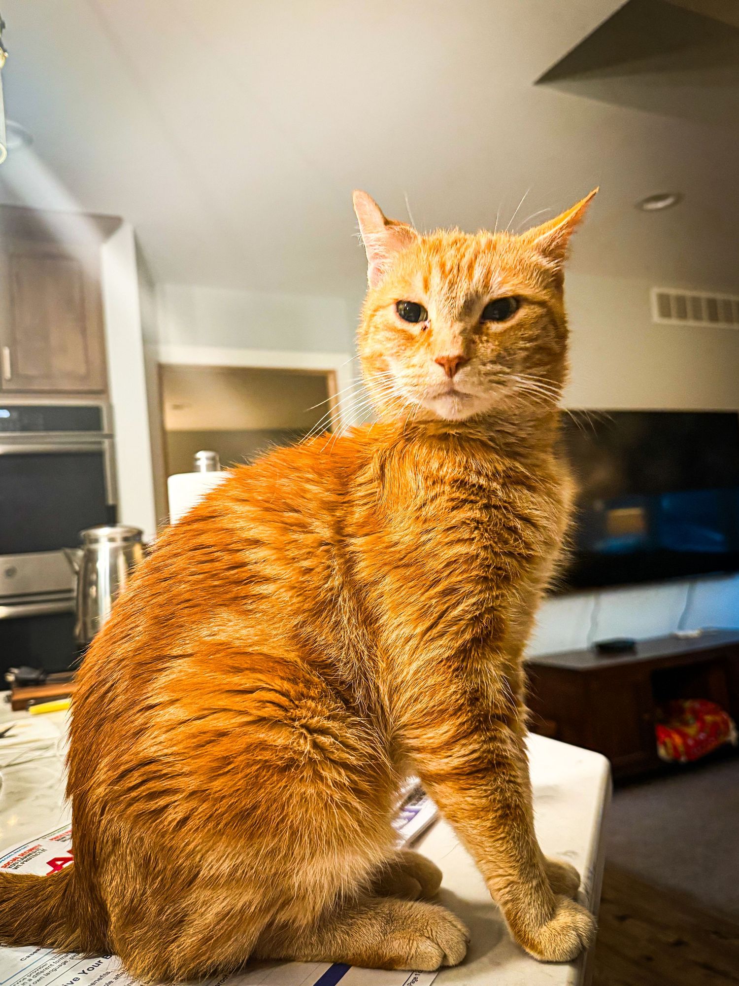 Orange tabby cat lounging indoors in warm sunlight.