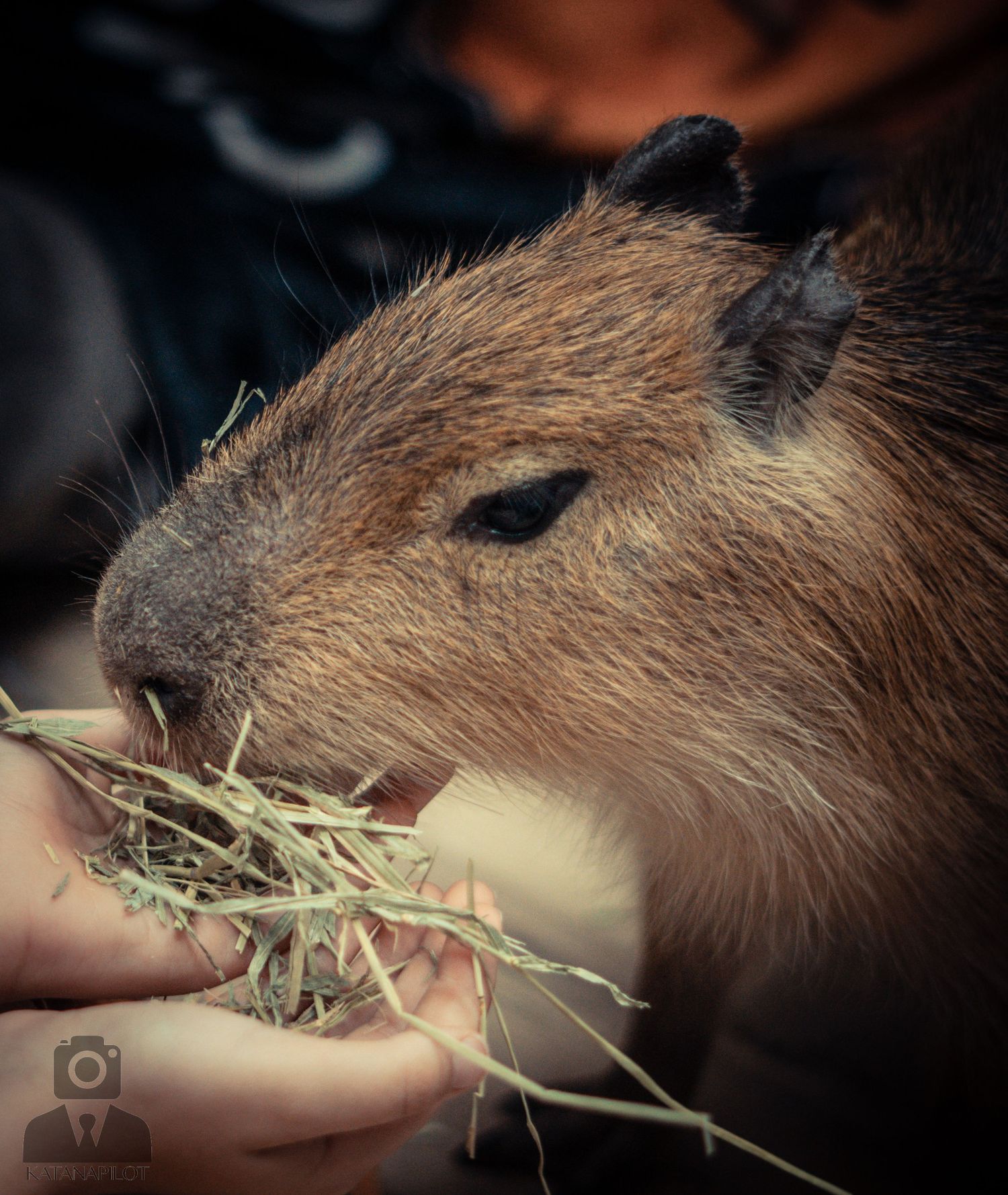 Feeding a friendly capybara fresh hay from an outstretched hand.
