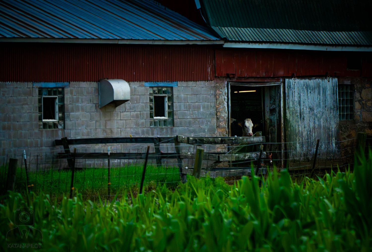 Rural farm buildings with metal roofs visible through tall grass at dusk.