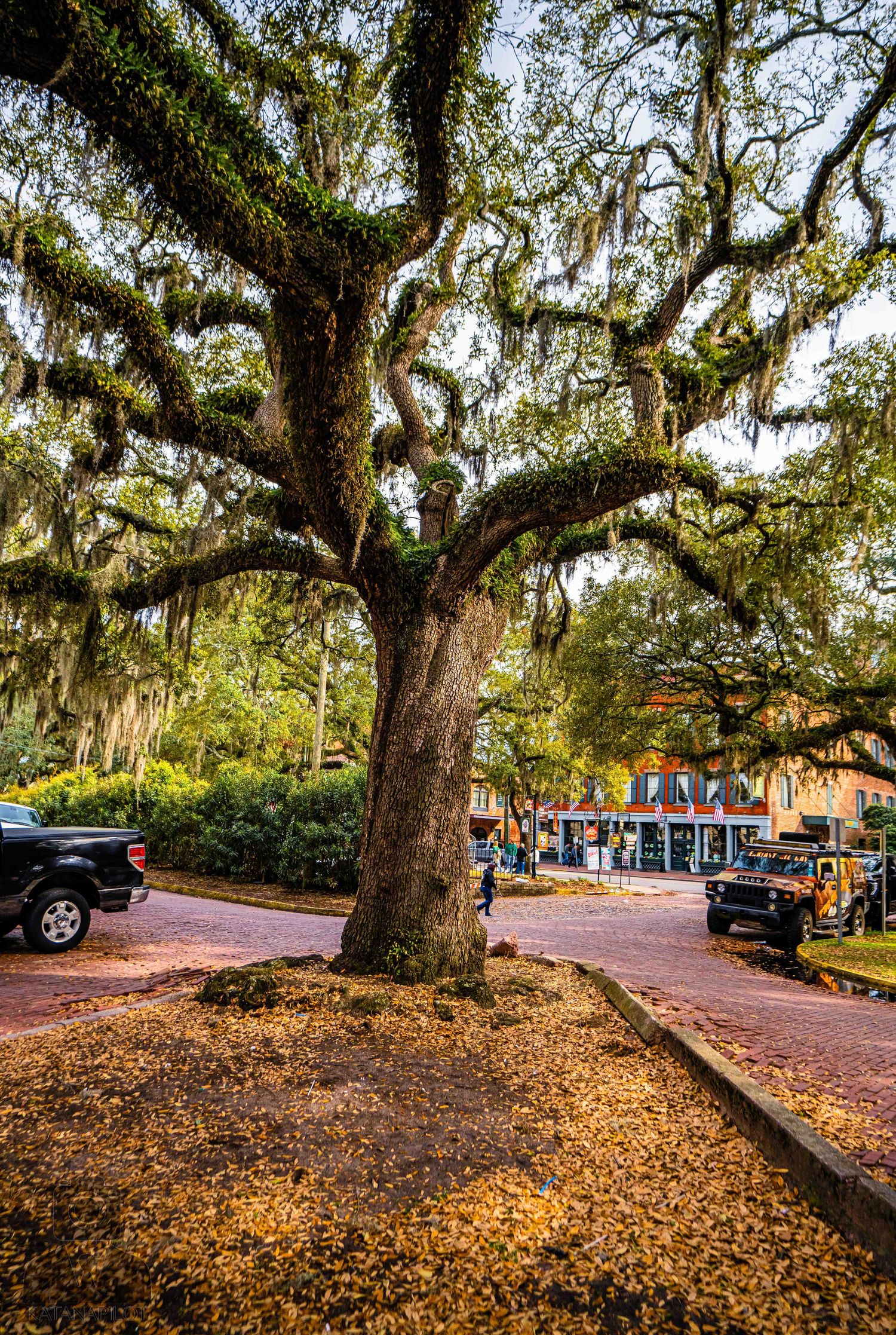 Large oak tree draped in Spanish moss along a street with parked cars and storefronts.