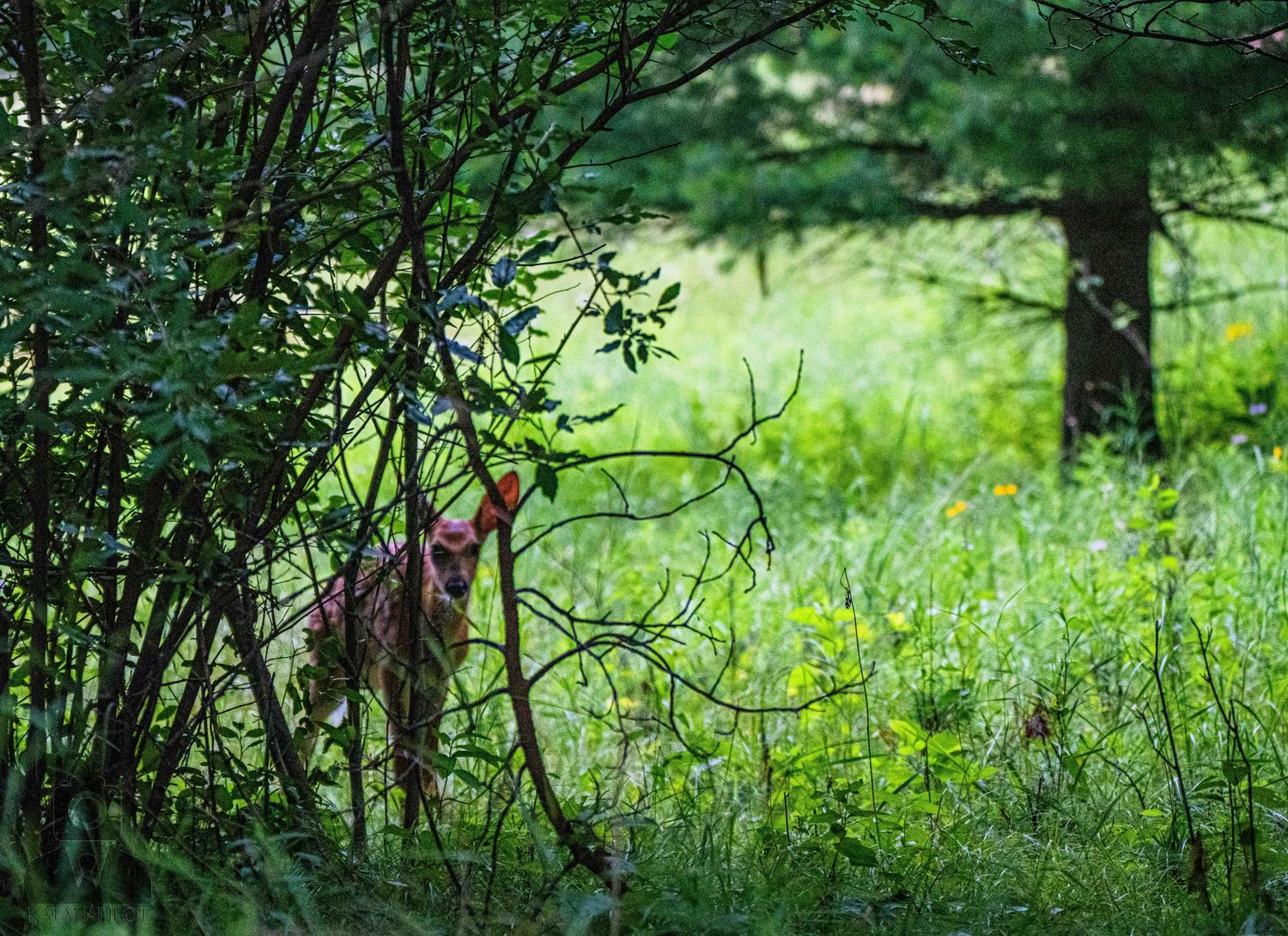 Deer cautiously moving through dense forest undergrowth.