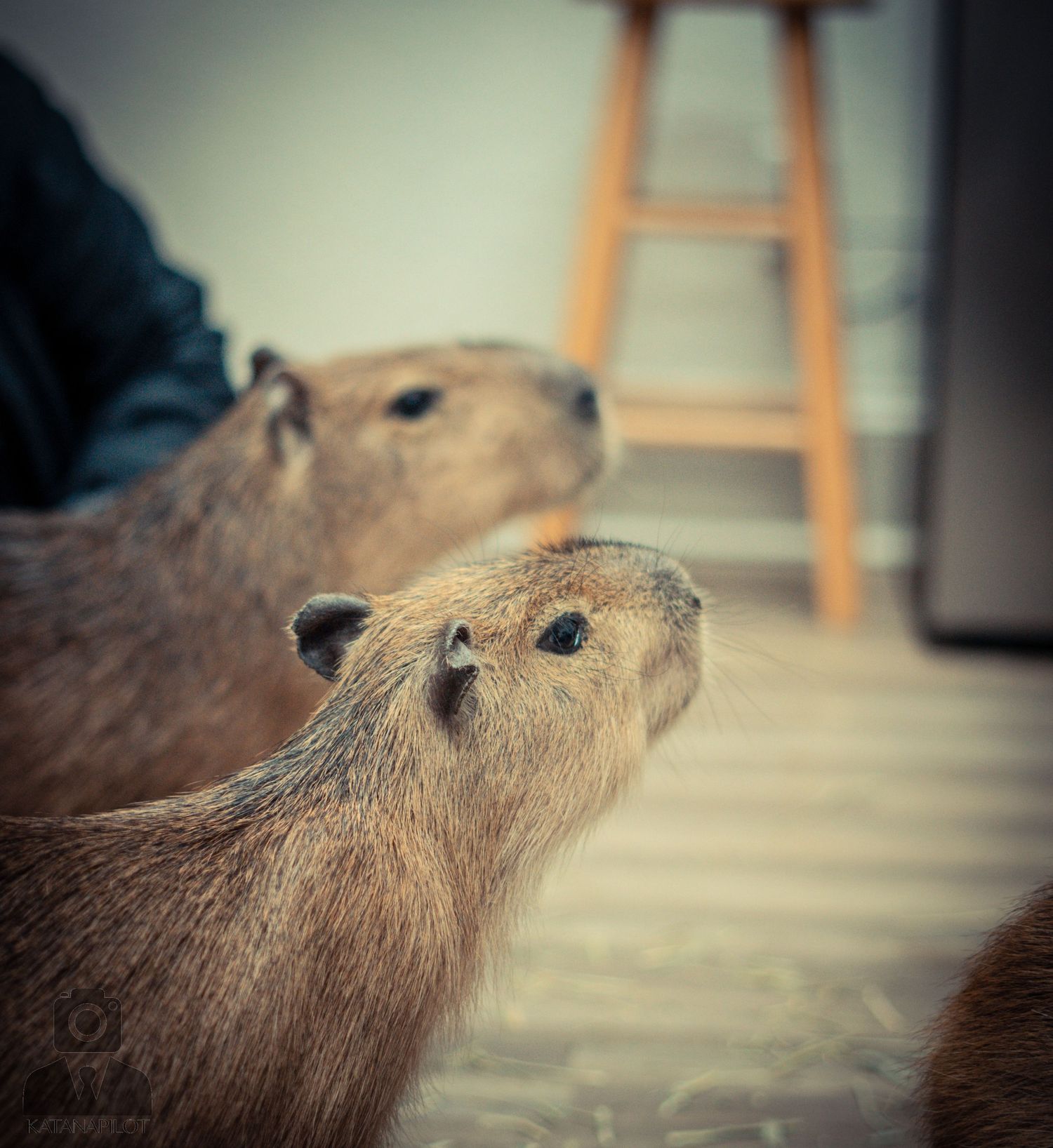 Close-up series of a capybara's face showing different angles and expressions.