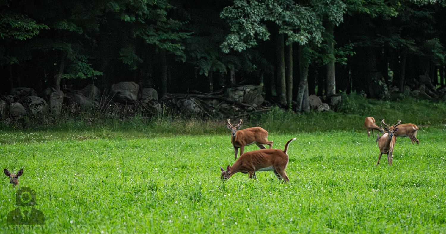 Group of deer foraging in a verdant field bordered by trees.