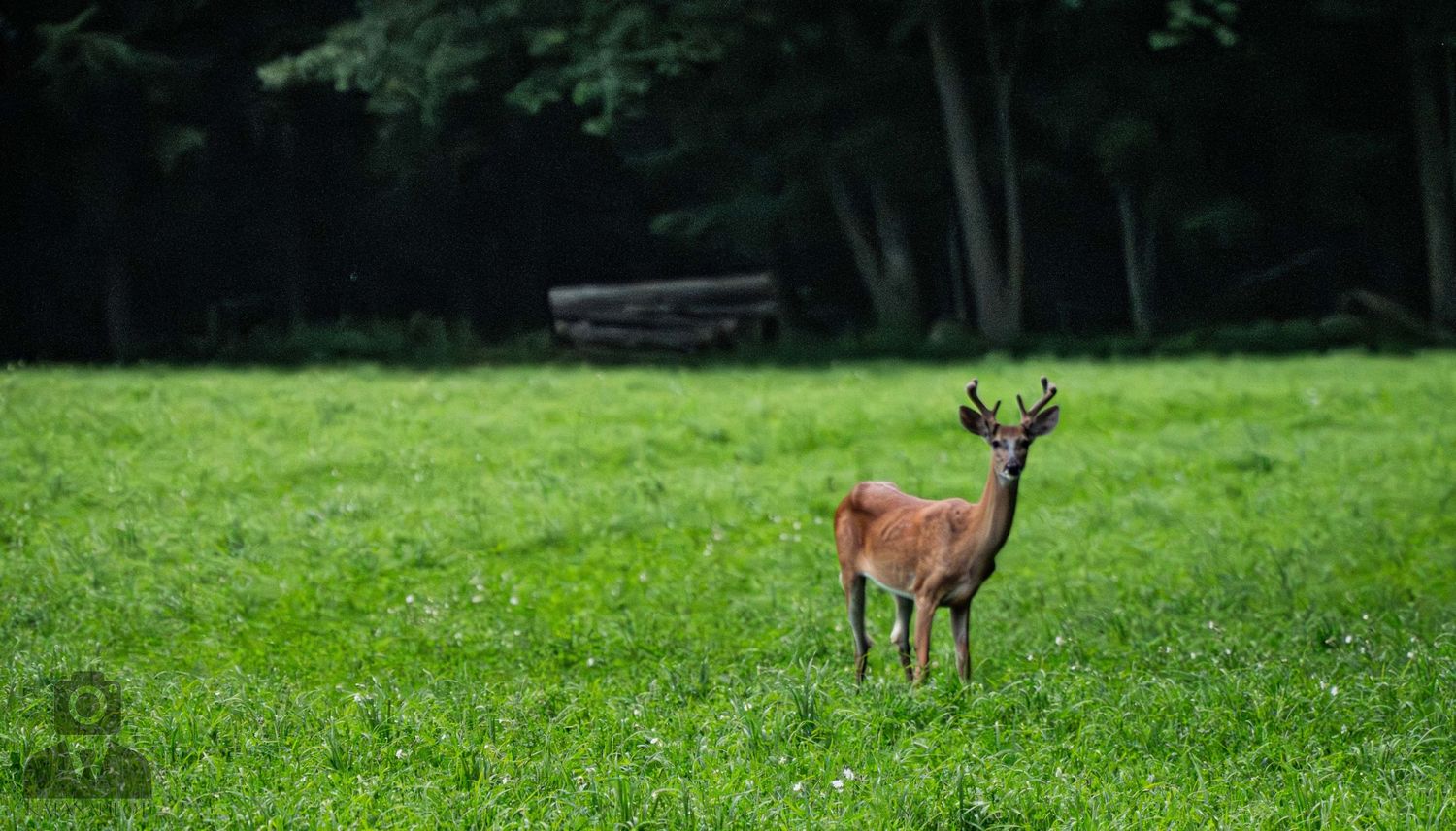 Deer grazing in a lush green meadow near a forest edge.