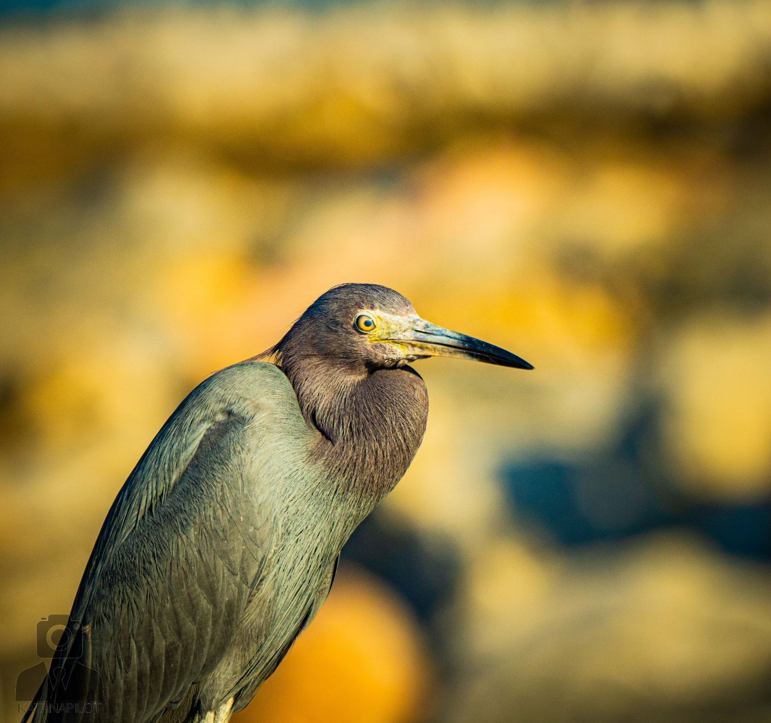 Close-up of a grey heron bird standing against a golden bokeh background.