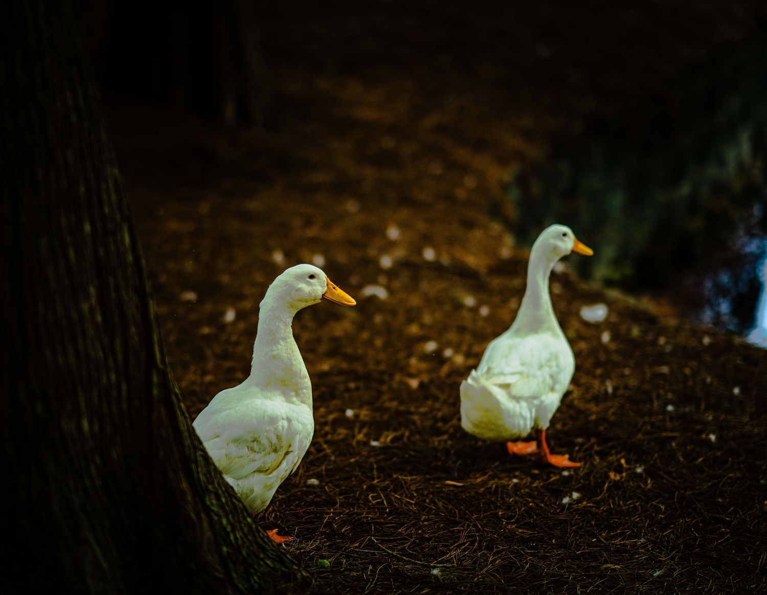 Two white Pekin ducks standing on dark ground near a tree trunk in a moody, dimly lit outdoor setting.