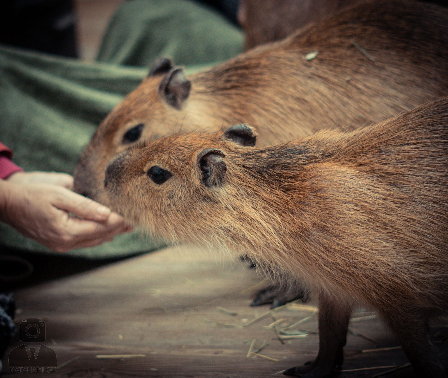 Hand reaching out to pet a large capybara's soft brown fur.