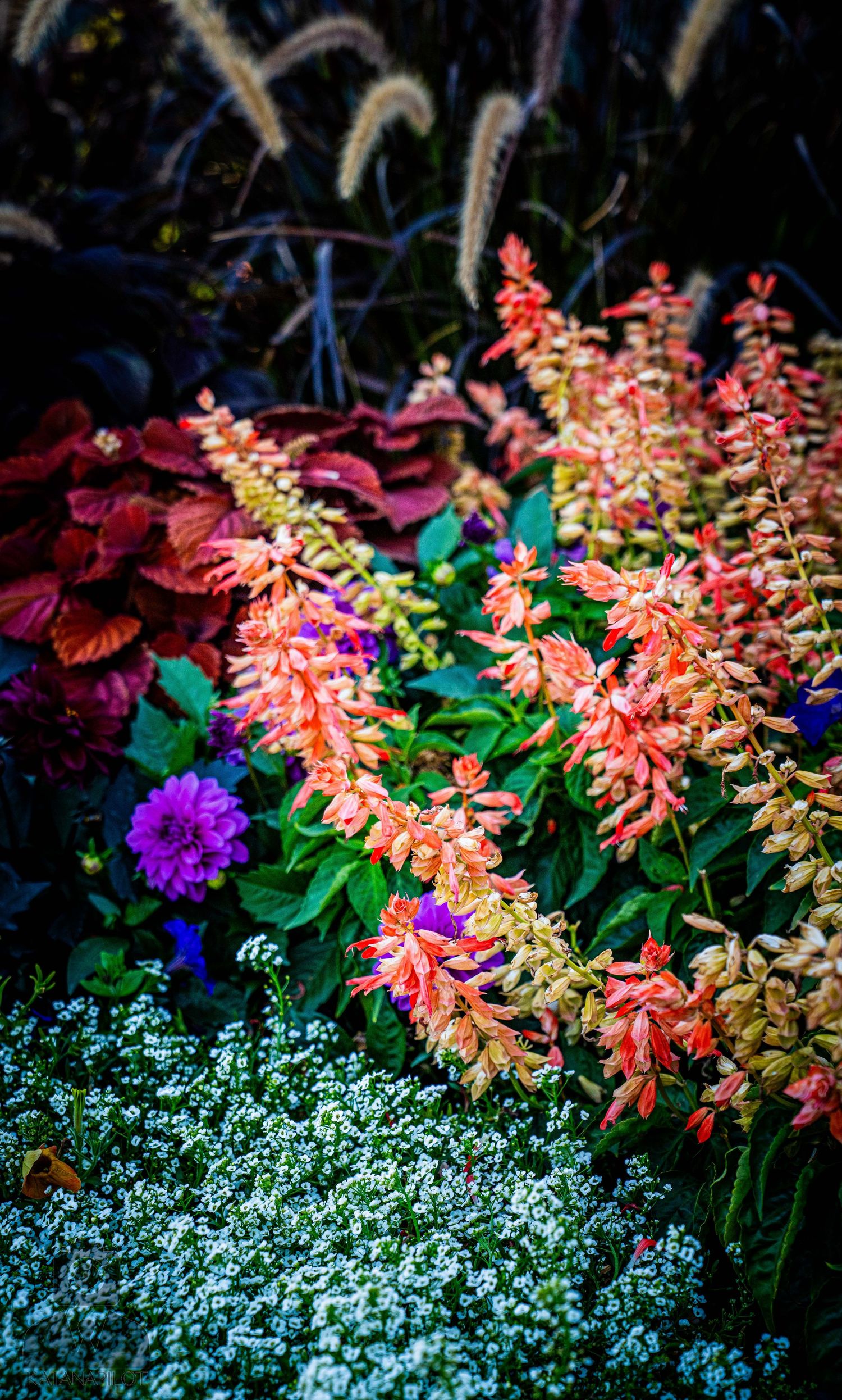 Coral-colored salvia flowers bloom alongside white alyssum ground cover in a garden border.