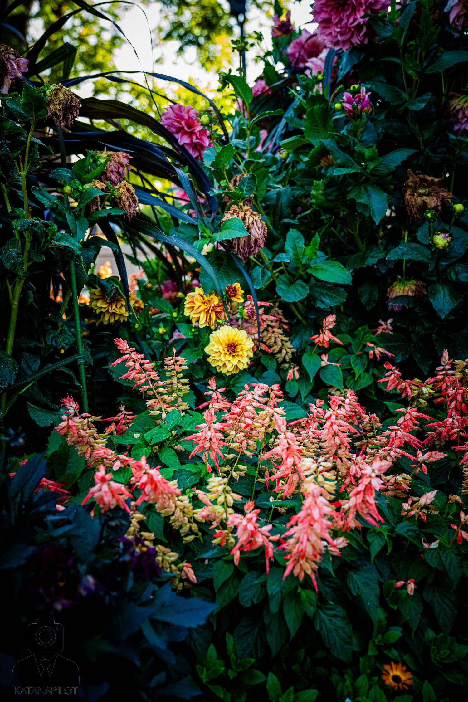 Coral-colored hanging flowers cascade among green foliage in a garden setting.