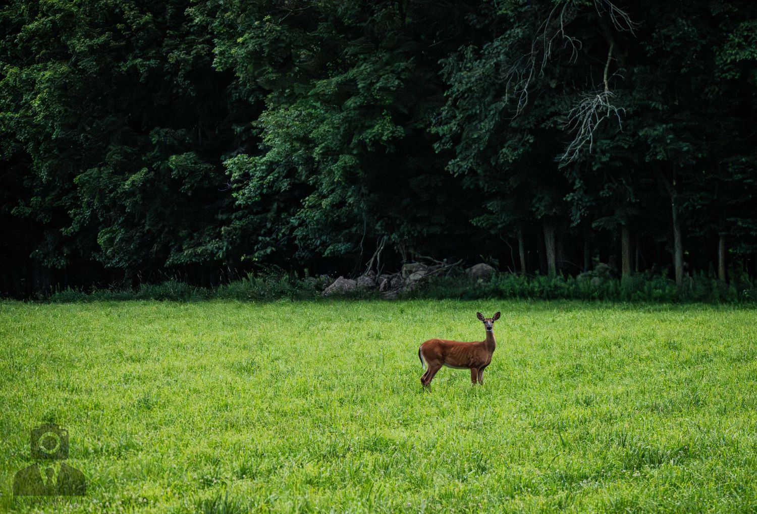 White-tailed deer standing in a verdant meadow bordered by dense forest.