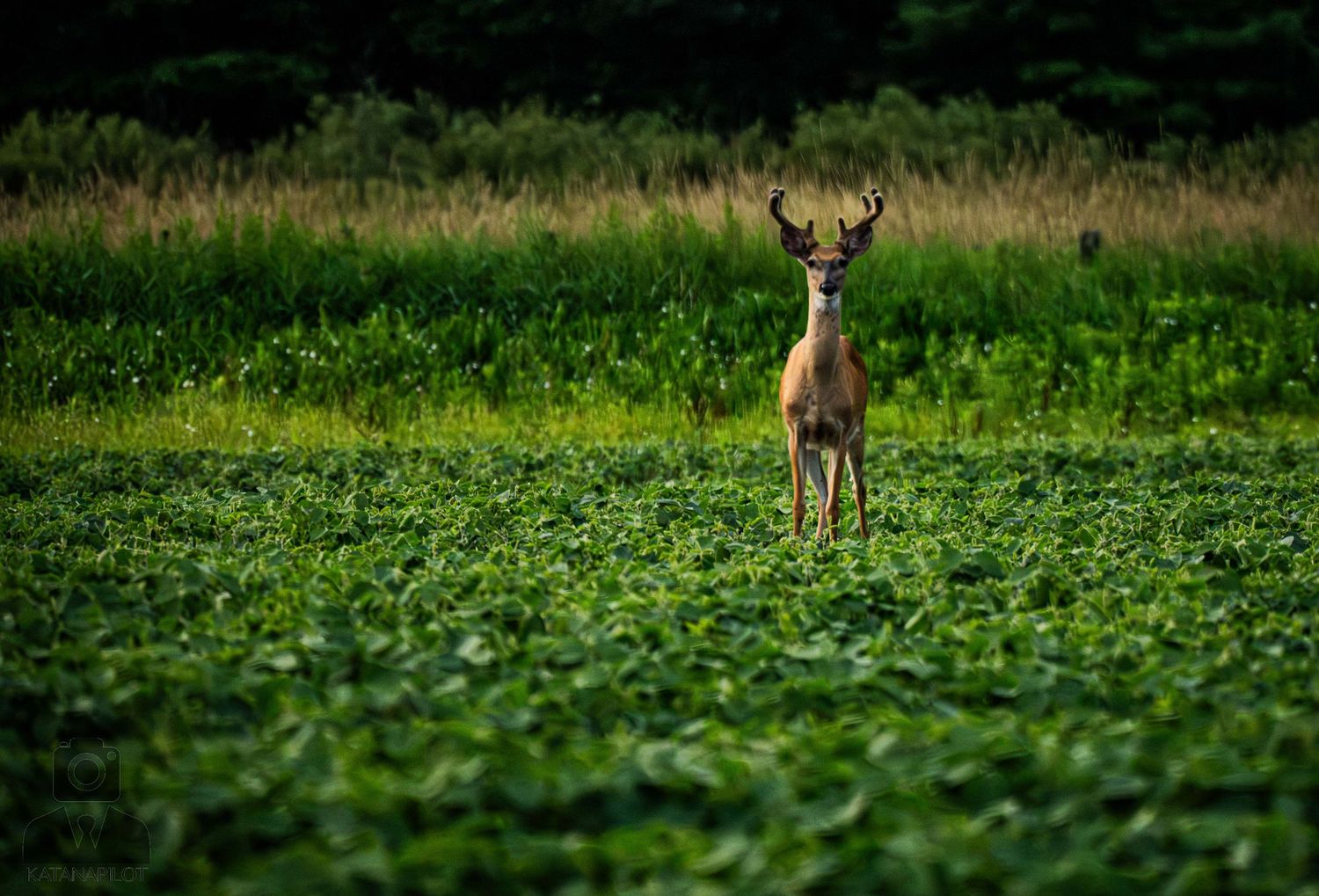 Alert deer standing in agricultural field with forest backdrop.