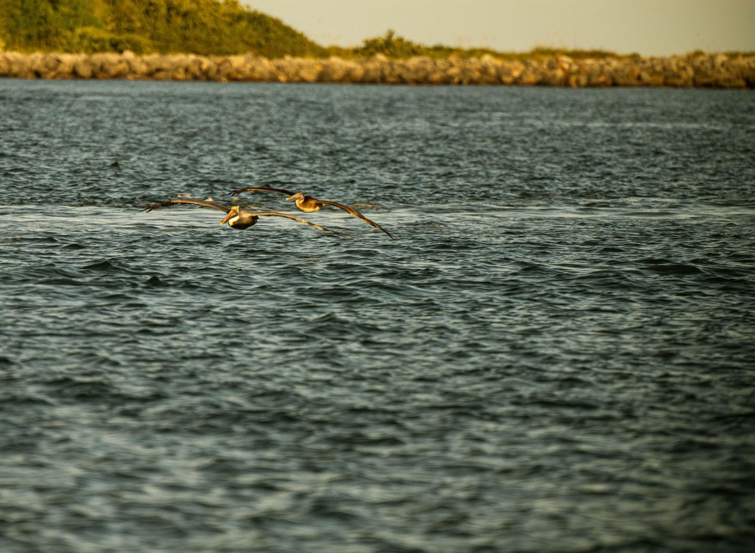 A pelican glides gracefully over dark rippling water with forested shoreline in the background.