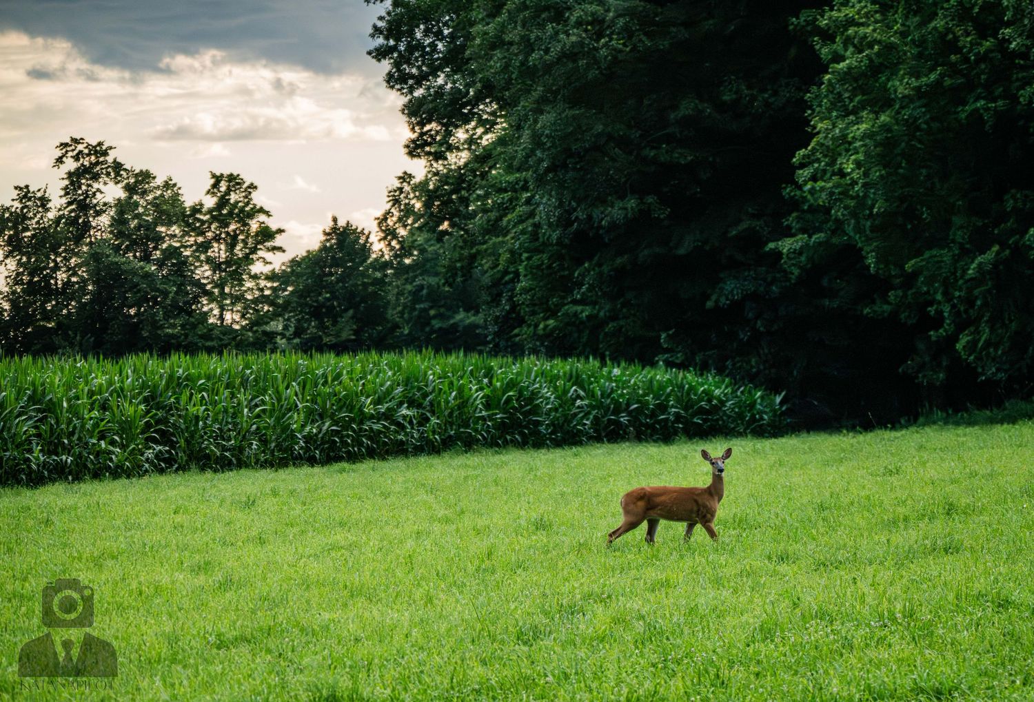 Deer walking across a sunlit green pasture near the forest edge.