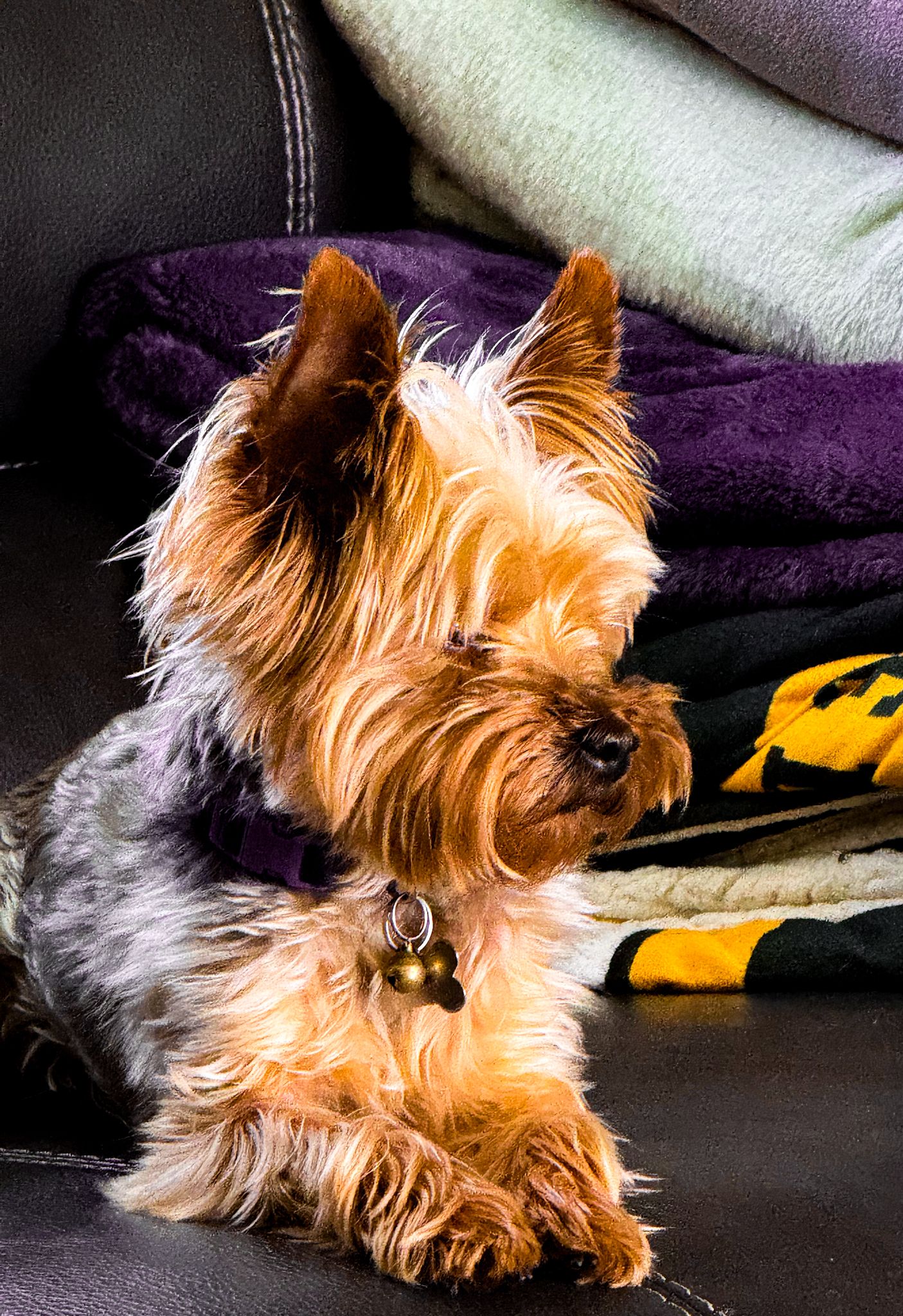 Yorkshire terrier dog resting on purple couch cushions.