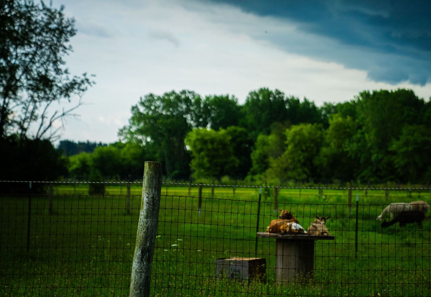 Wire fence stretches across green farmland with trees in the background.
