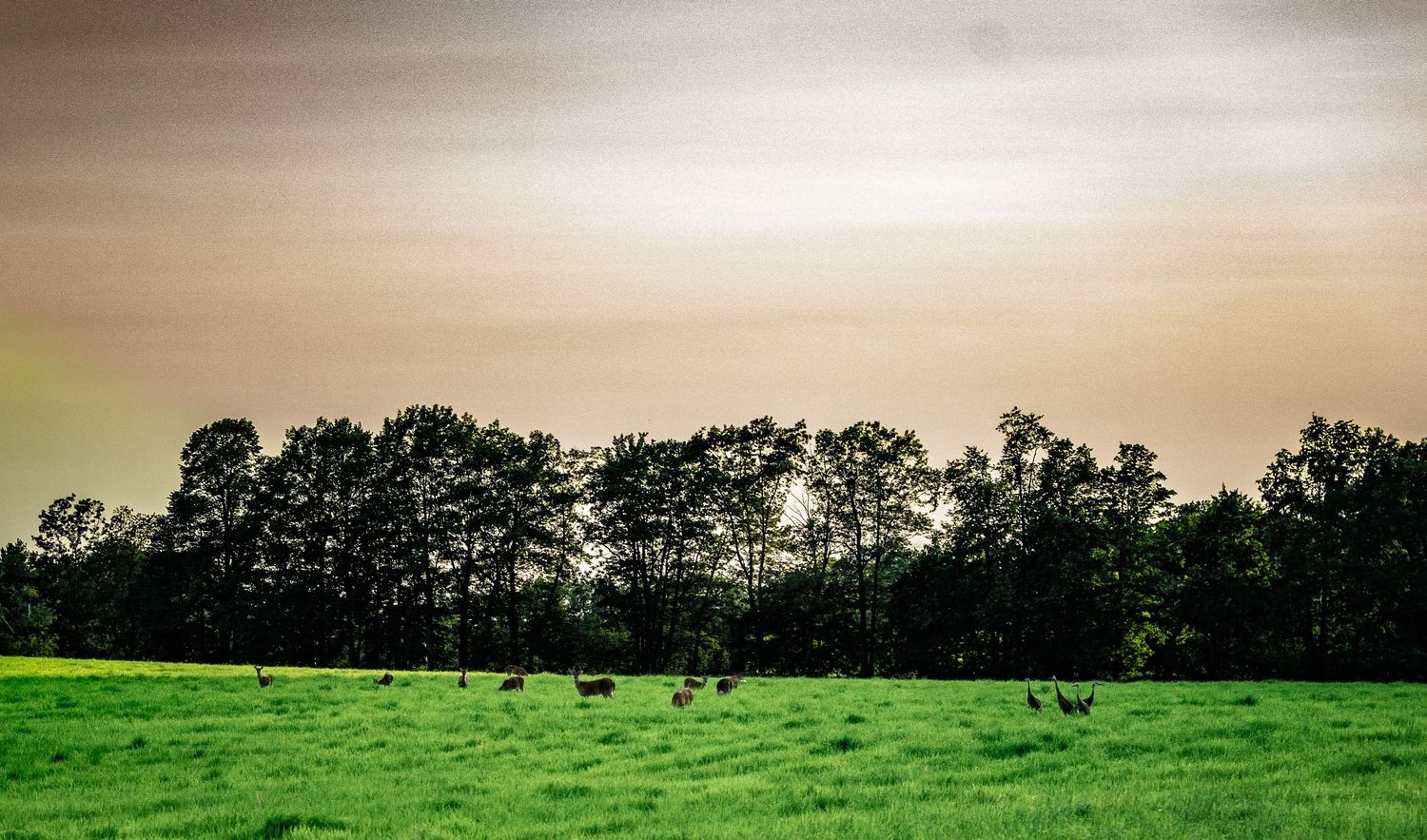 Cattle grazing in a green pasture during sunset with trees on the horizon.