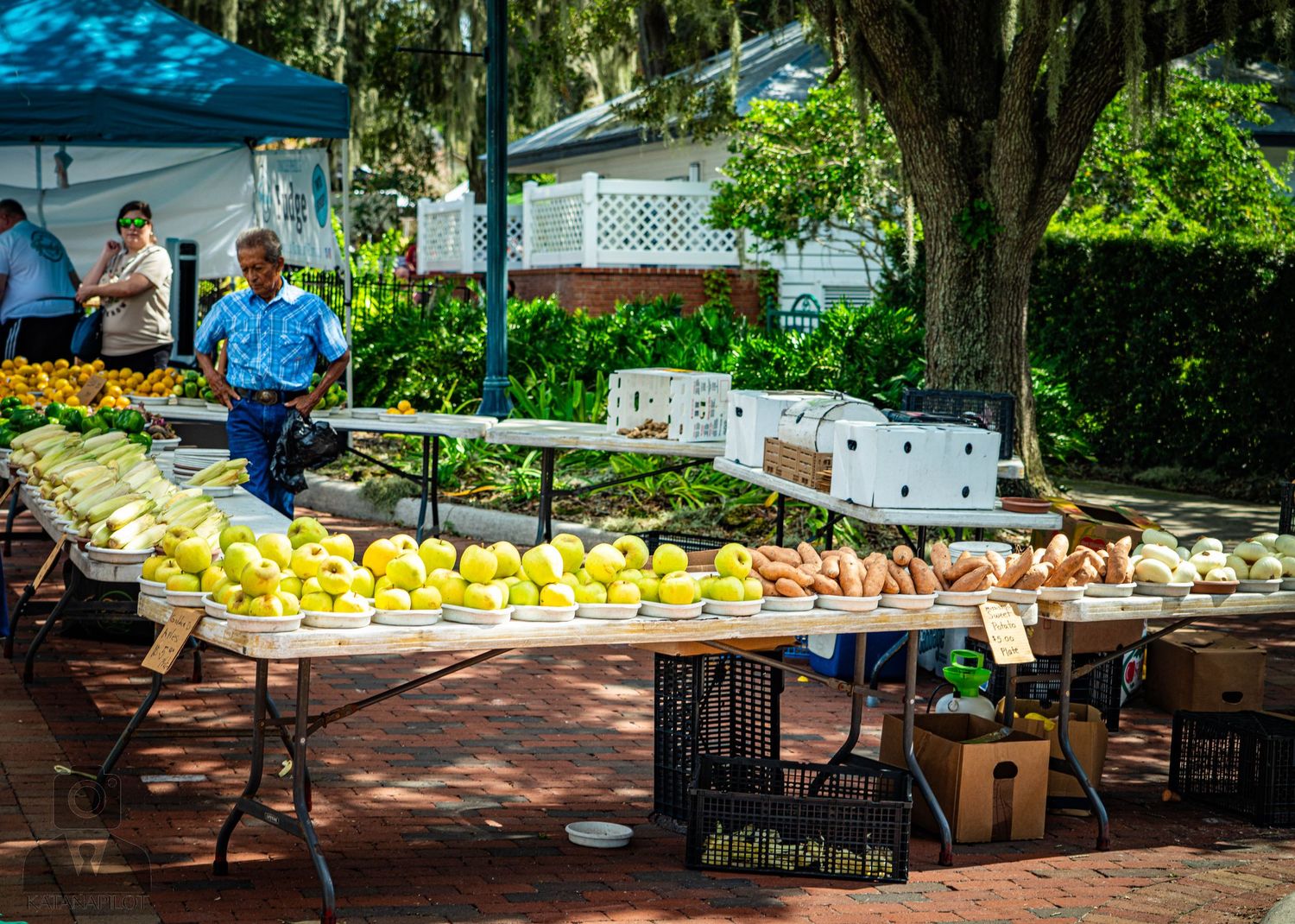 Outdoor market stalls displaying fresh produce under large shade trees.