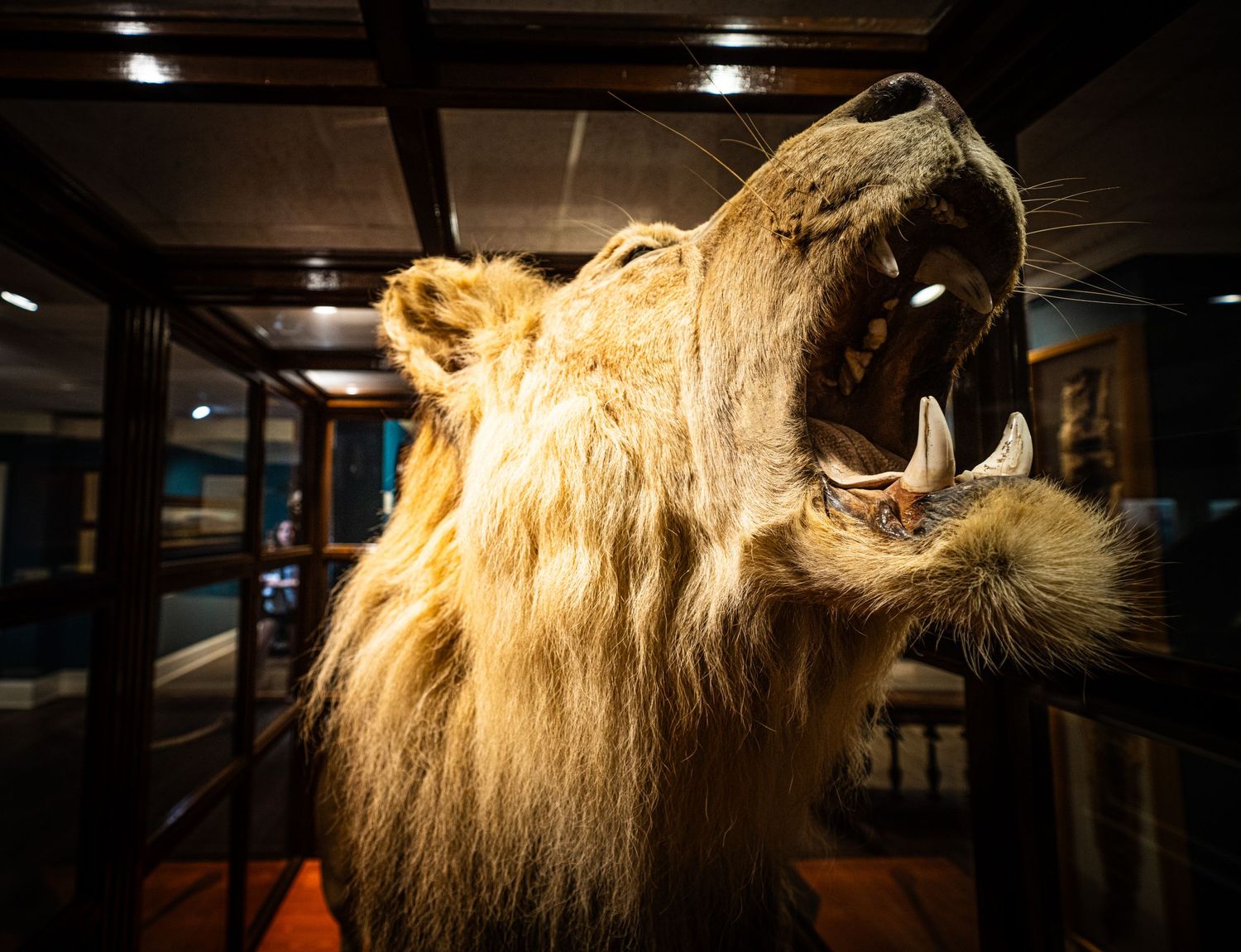 Close-up view of a majestic lion head sculpture with detailed mane and fierce expression.