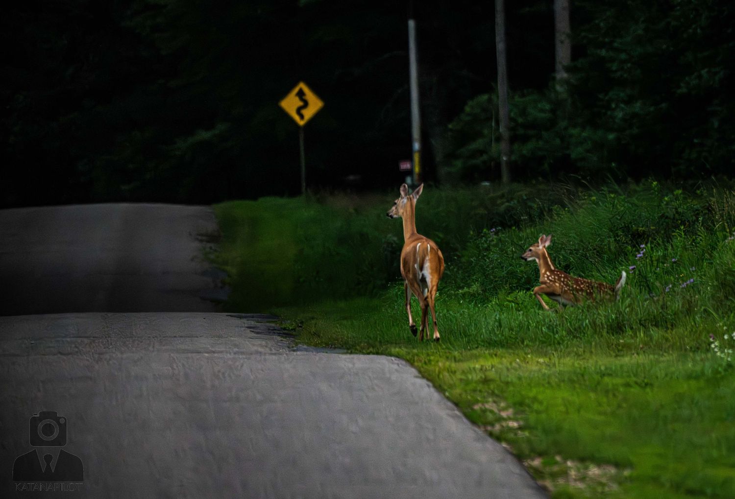Deer standing alert on a rural road at dusk with others visible in the background.