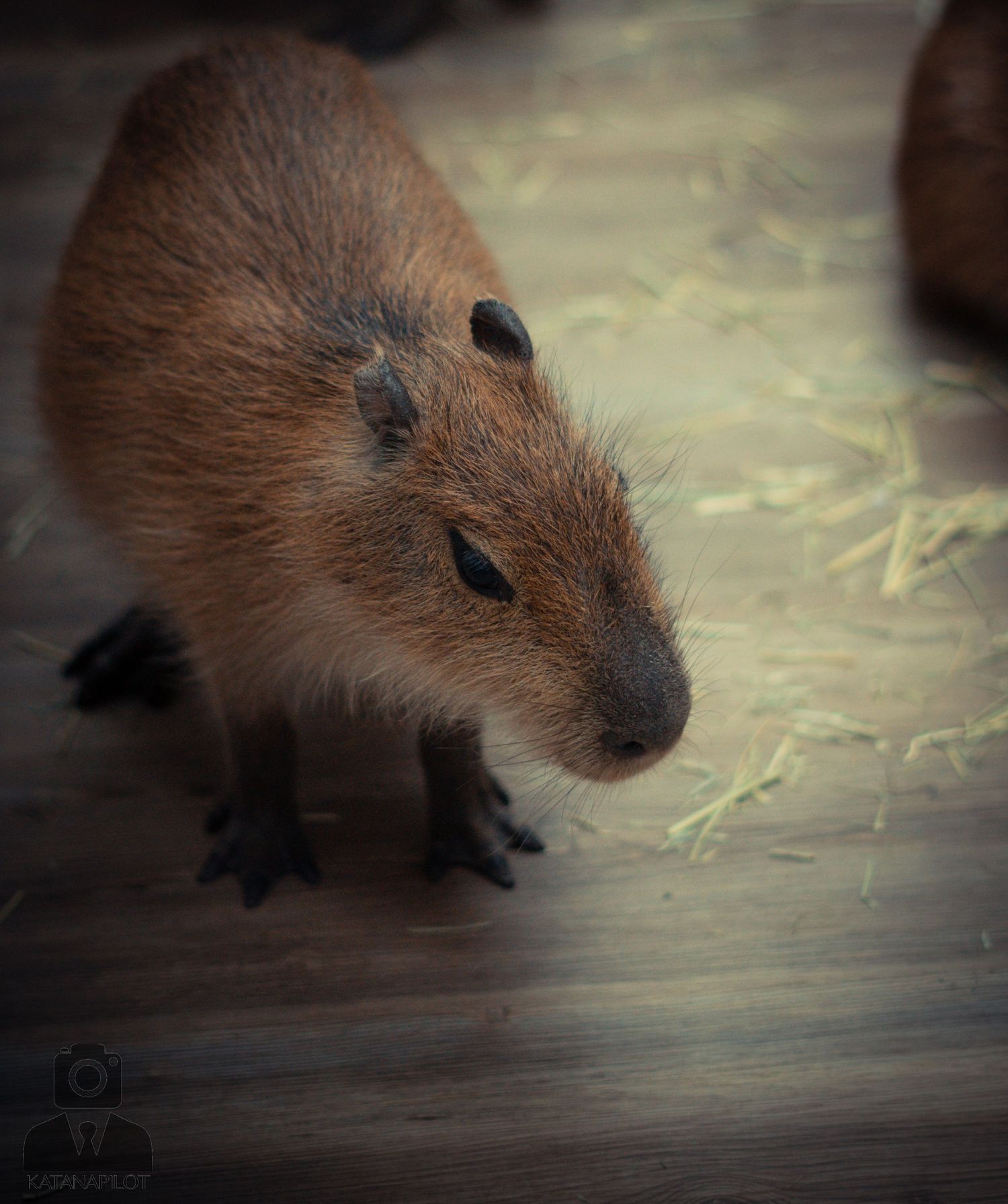Close-up profile of a capybara's head showing its brown fur and dark eye.