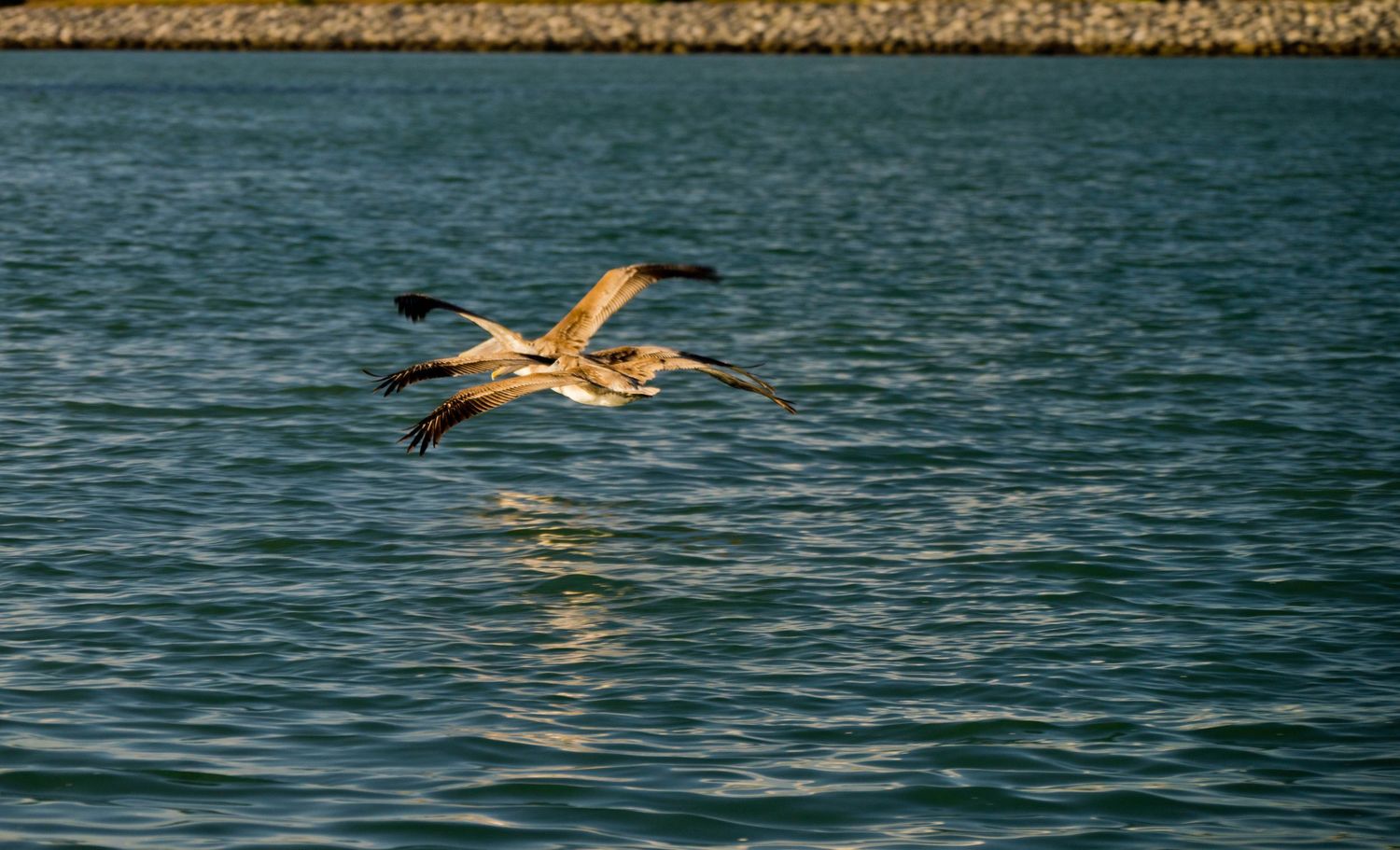 A pelican glides gracefully over calm turquoise waters in a series of sequential flight photographs.