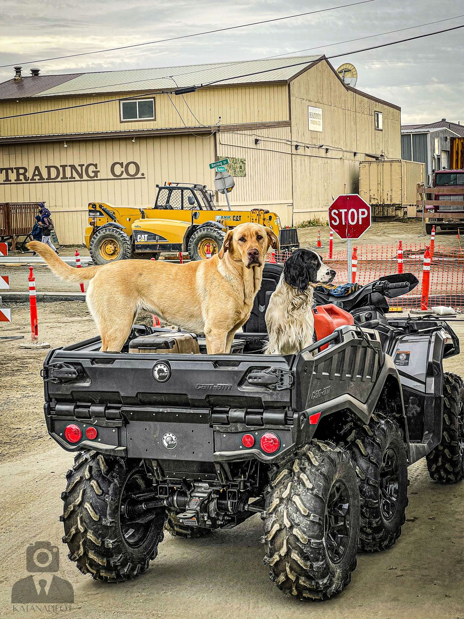 Three dogs sitting in the back of an all-terrain vehicle in a parking lot.