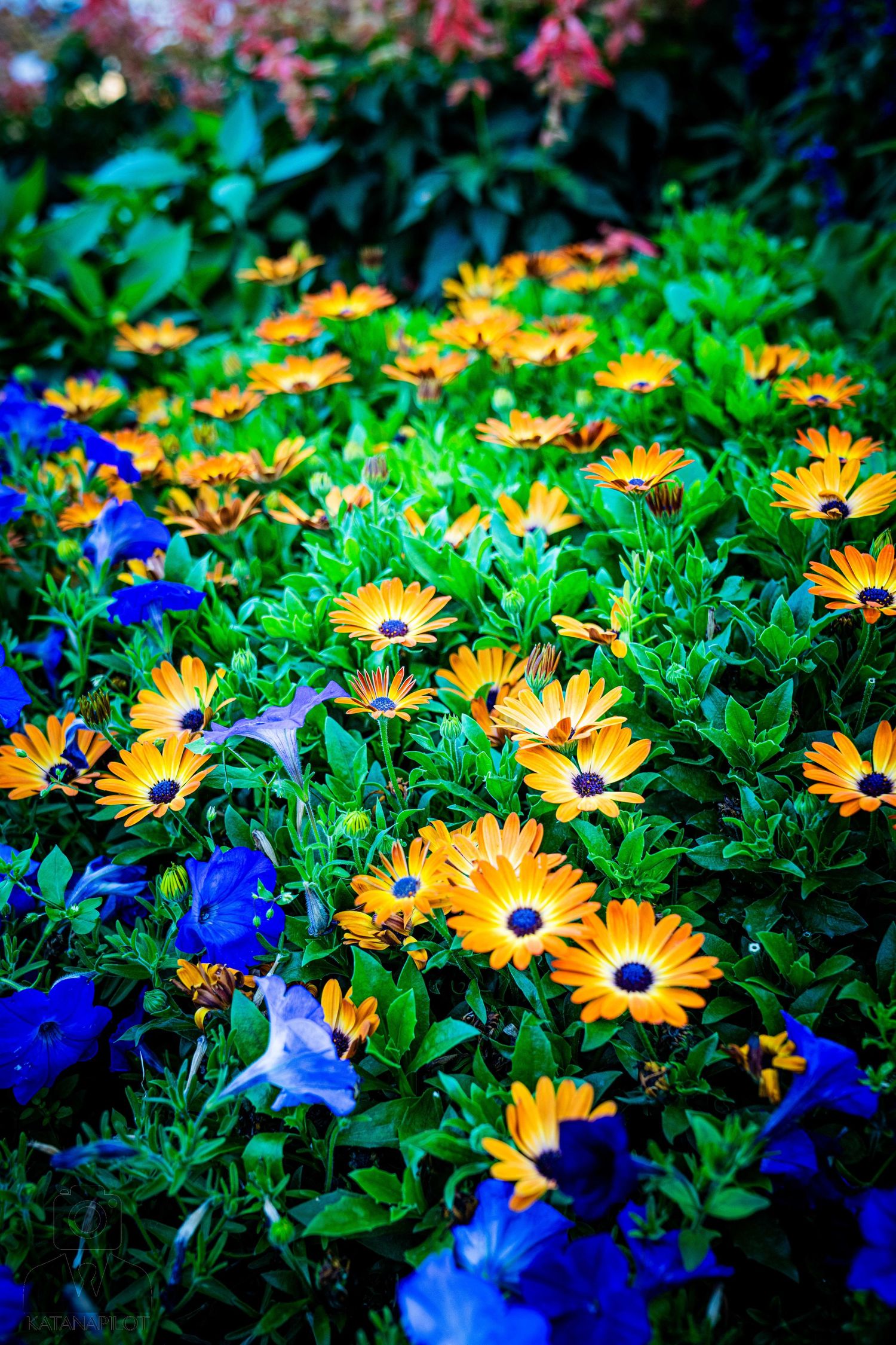 Vibrant yellow daisies and blue flowers blooming in a lush garden bed.