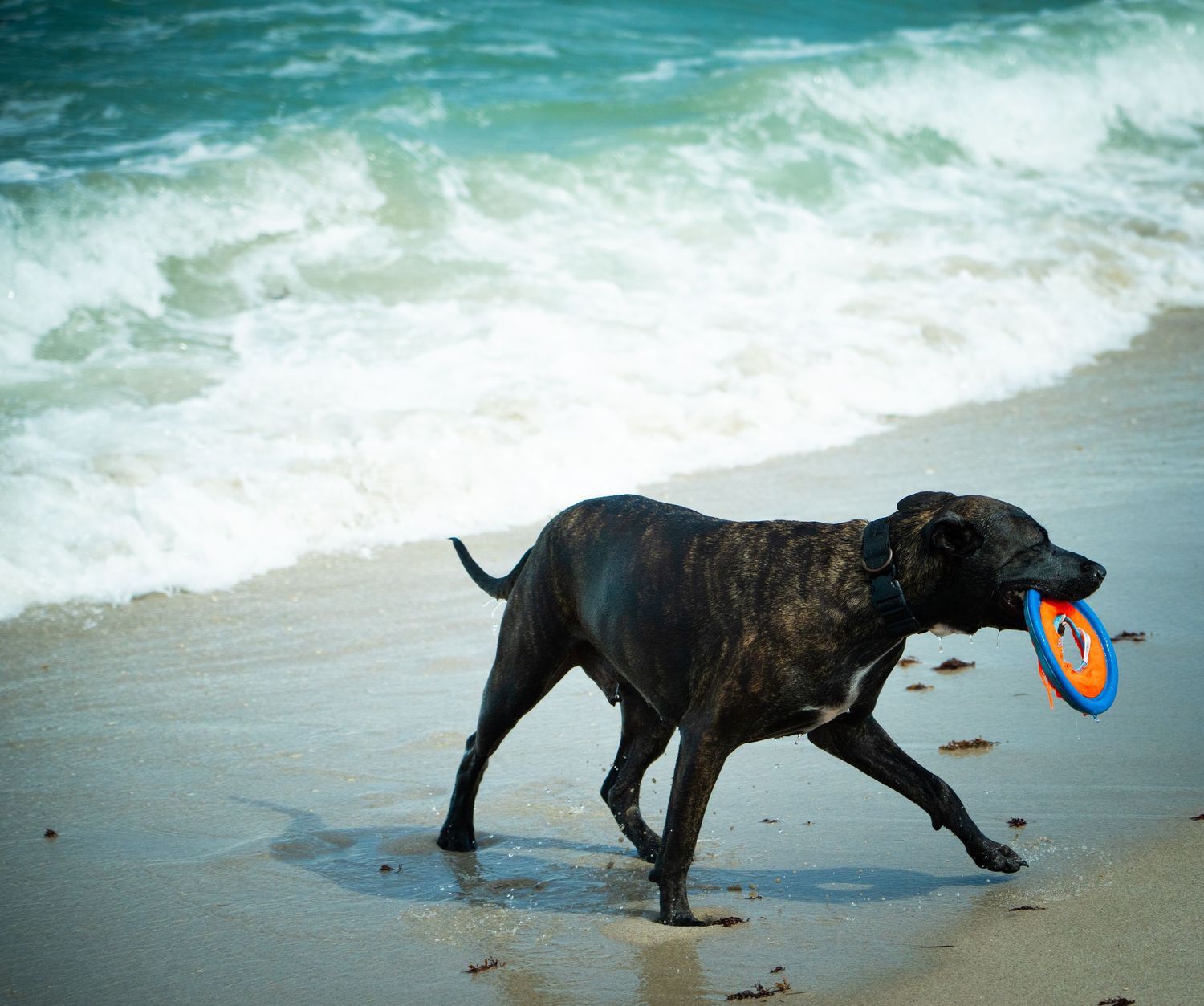 Black dog playing with a ball in the ocean waves along the shoreline.