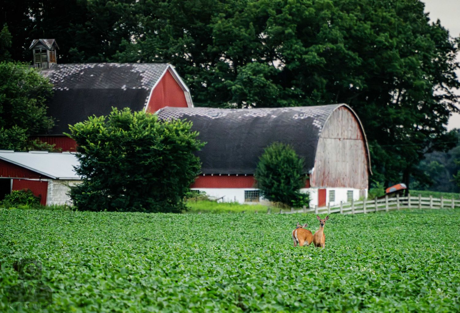 Red barn and farm buildings visible across green crop field in rural landscape.