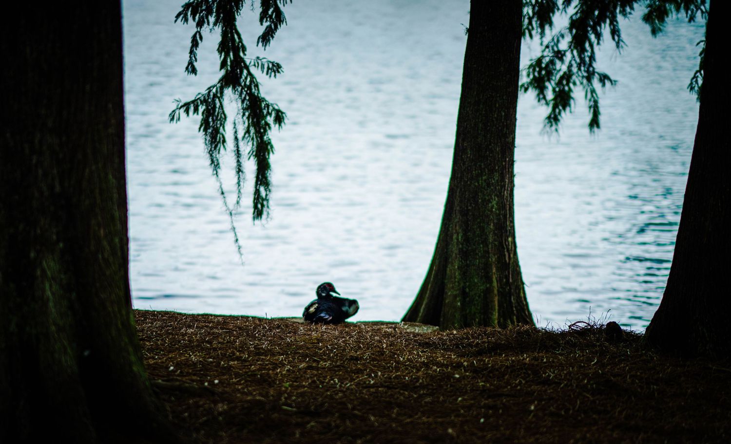 A duck rests peacefully on a lakeside bank between two large trees, with calm blue water visible in the background.