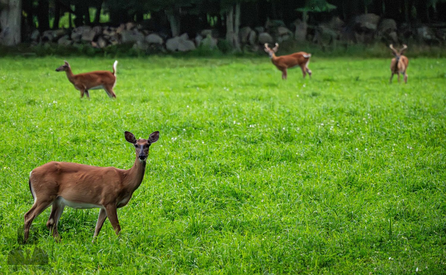 Wild deer herd moving across an open grassy field.