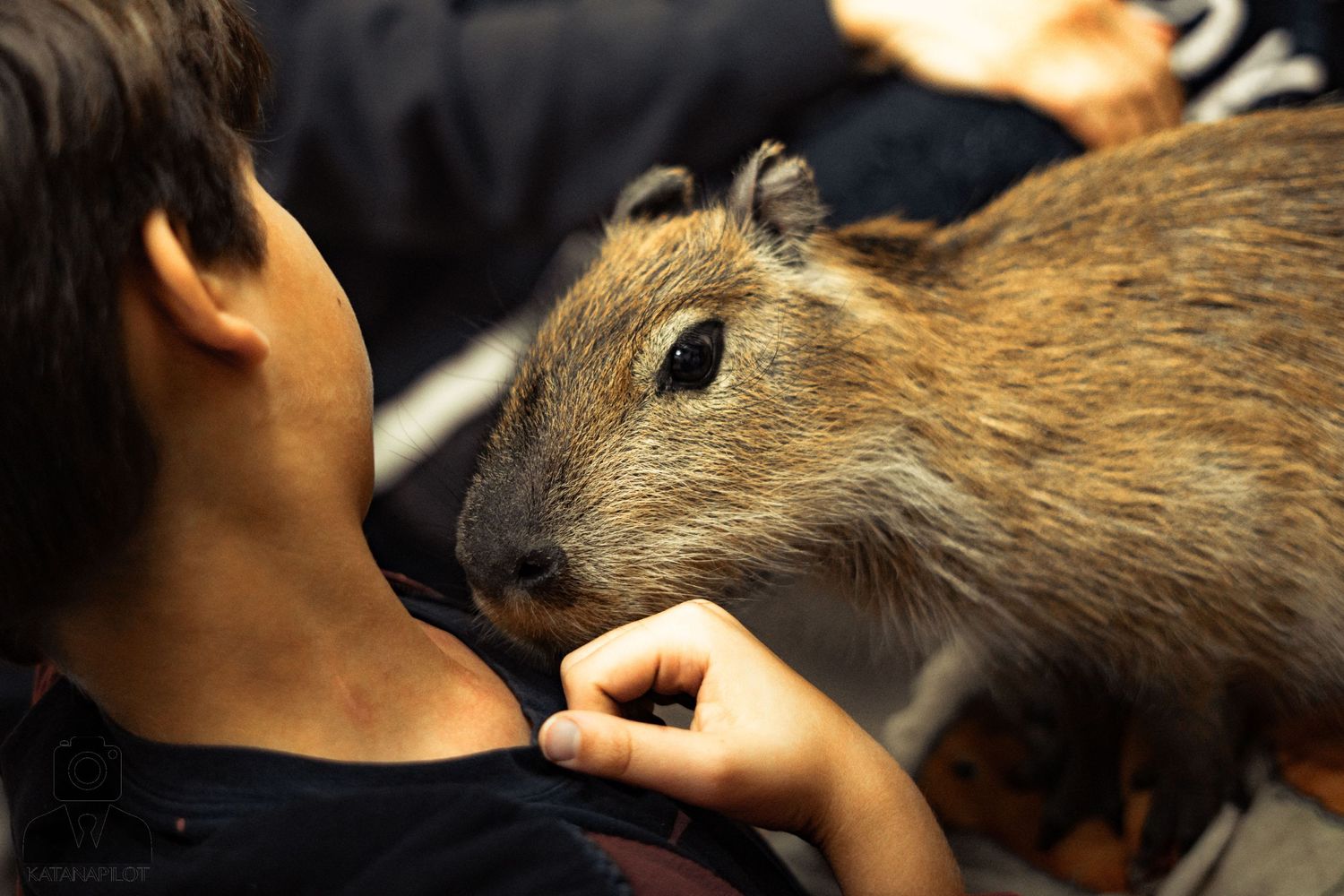 Capybara being hand-fed by someone in a dark setting.
