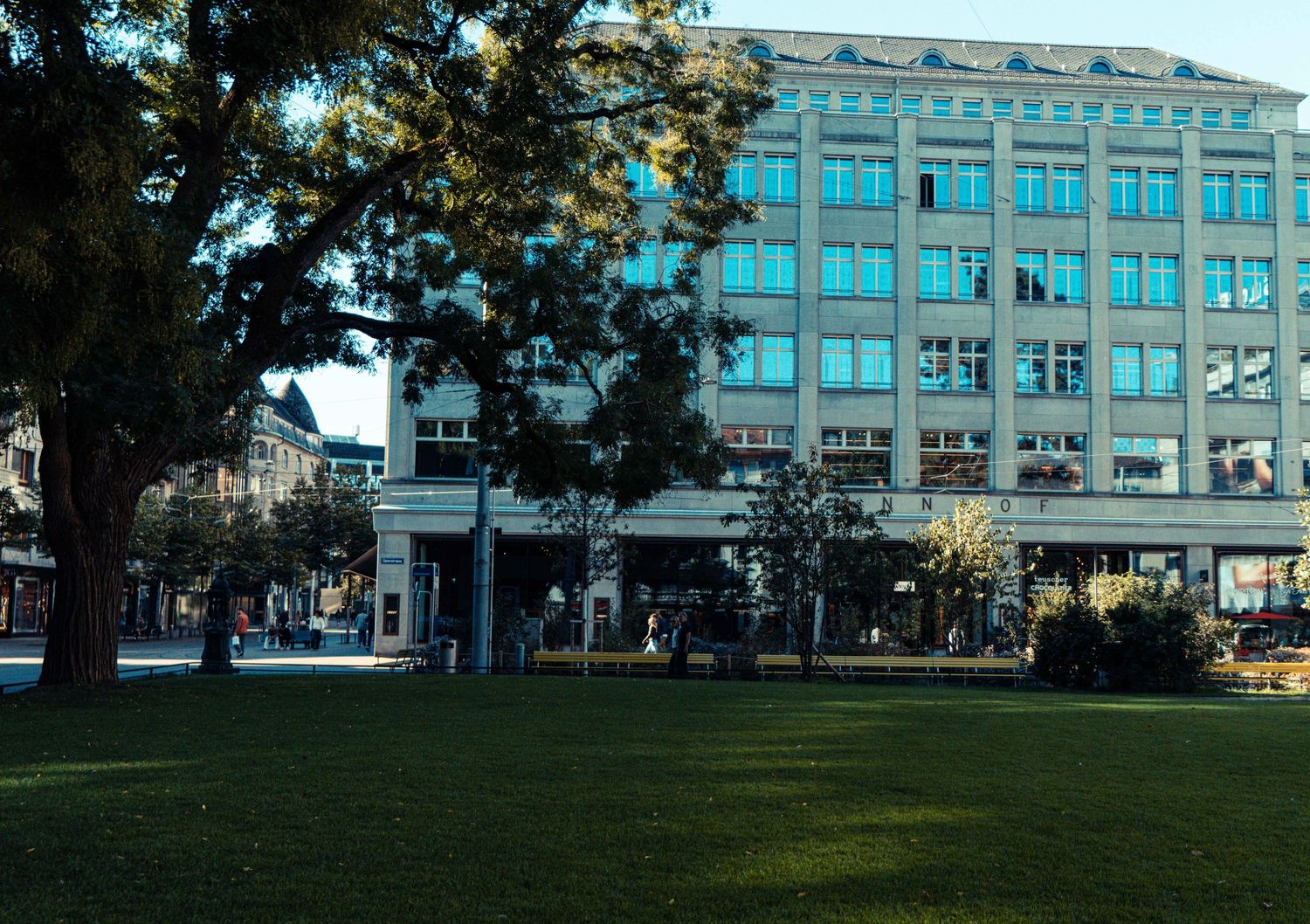 Sunlit green lawn and mature trees in a city park facing a modern multi-story office building with large glass windows.
