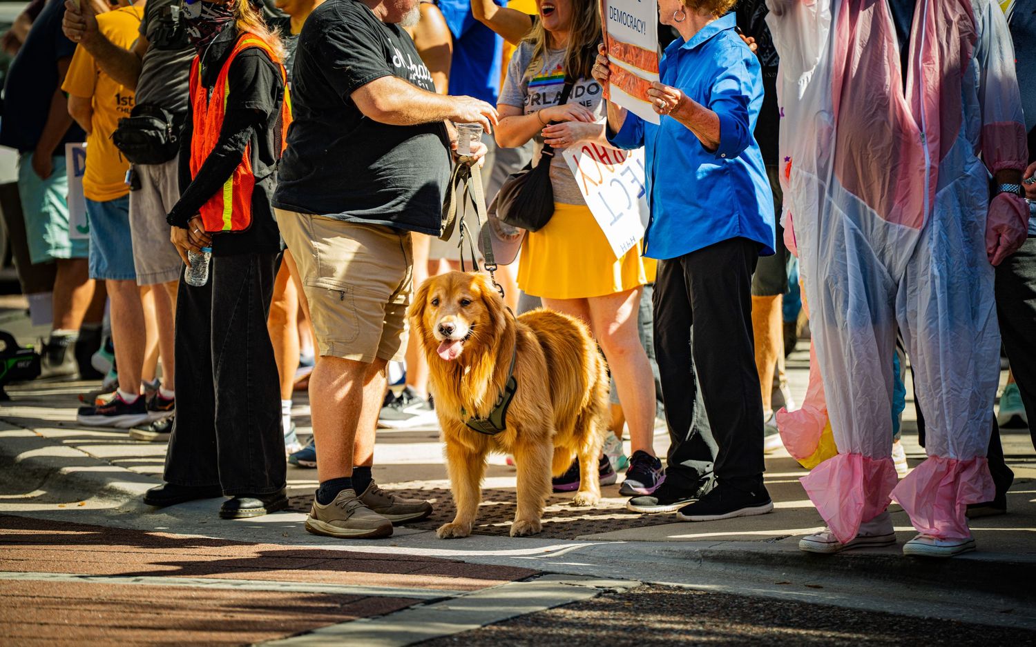 A golden retriever stands among protesters during a street demonstration.