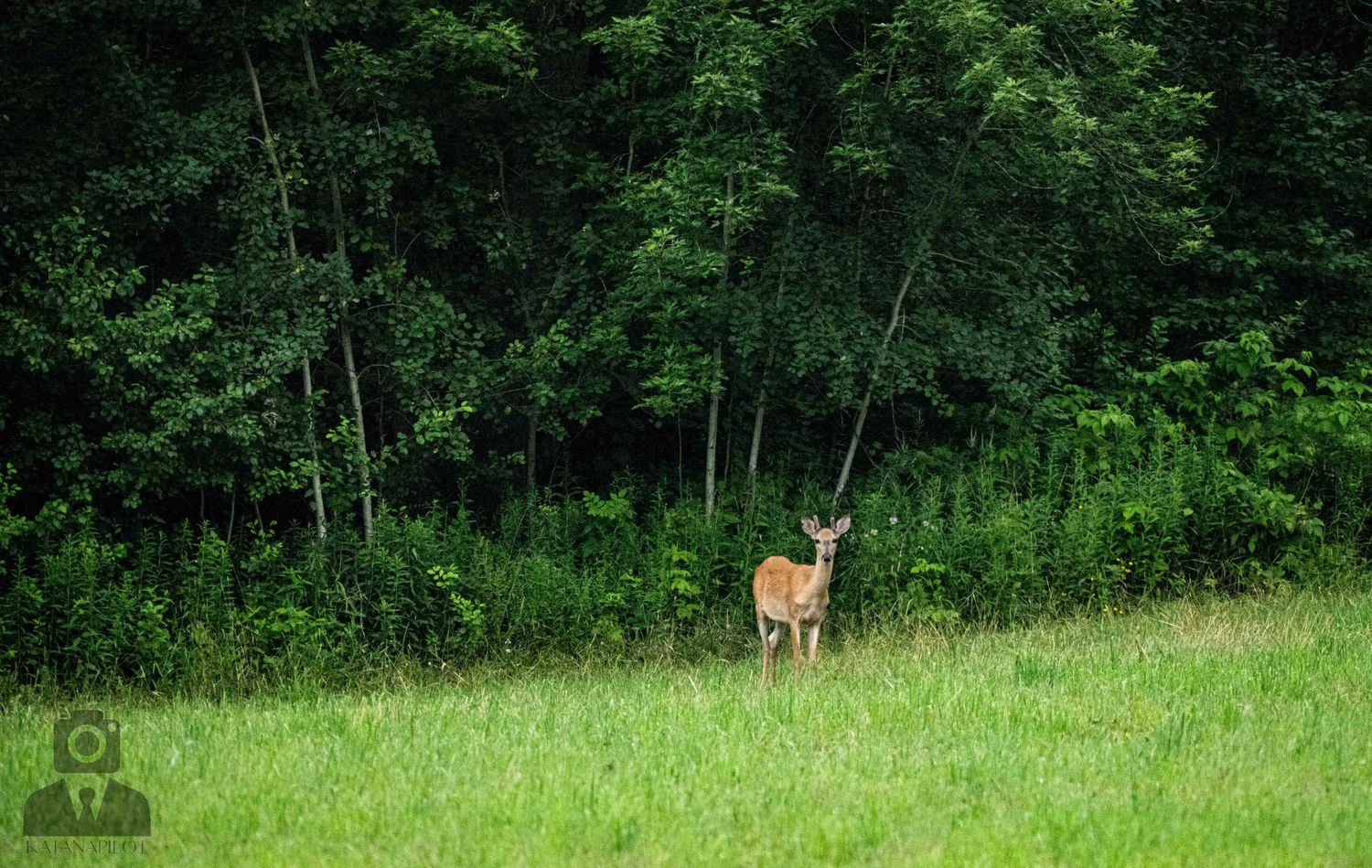 Deer standing alert in a grassy meadow near woodland.
