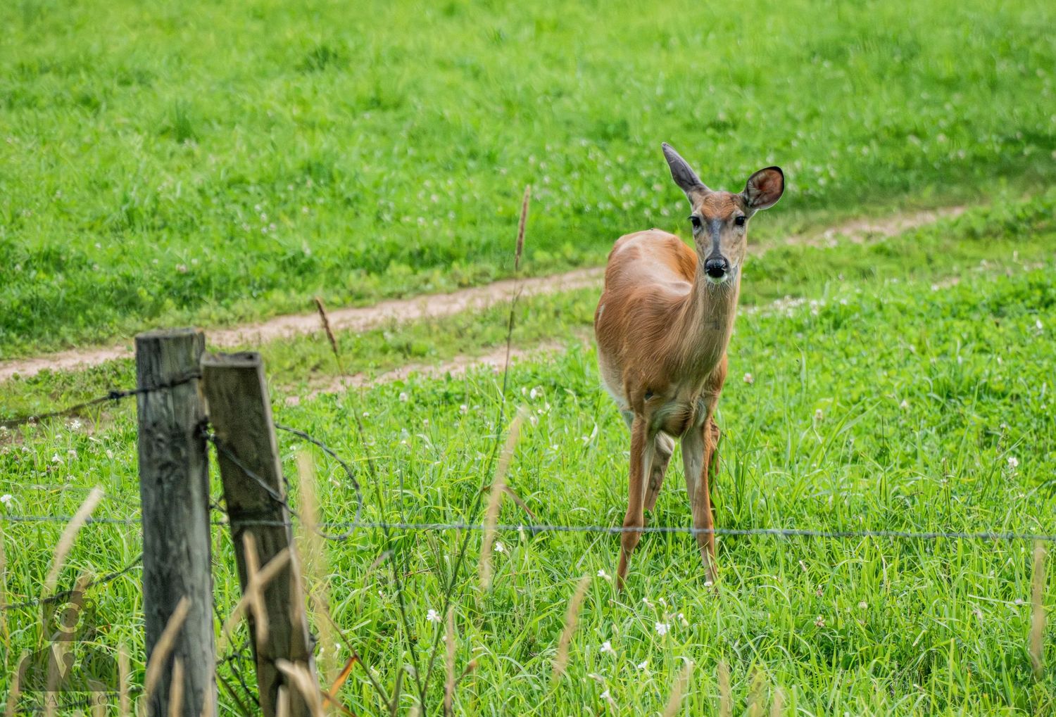 Several deer grazing along a dirt path in a grassy field with wooden fence posts.