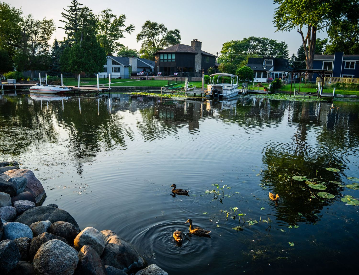 Peaceful waterfront scene with ducks swimming near a landscaped shoreline and residential buildings.